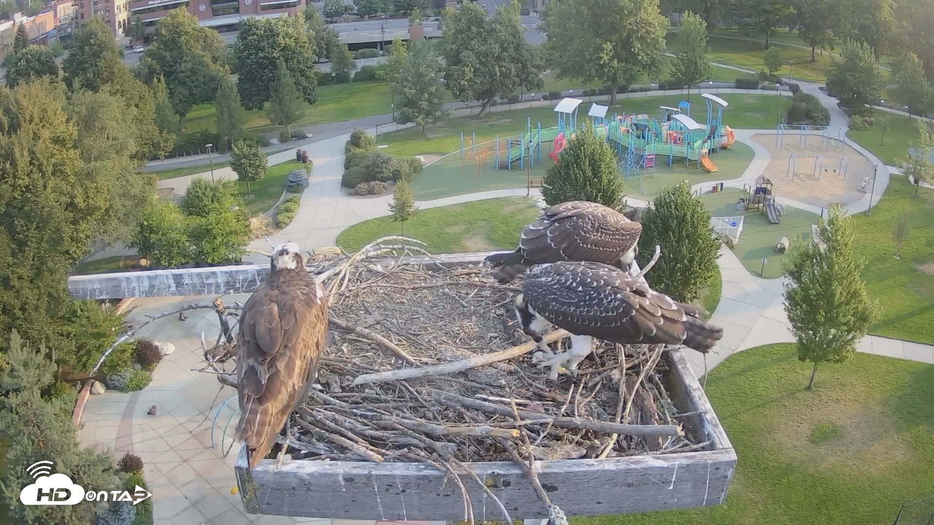 Snapshot of Coeur d'Alene Idaho Osprey Nest Live Cam taken Aug 2, 2026, 7:00am PDT