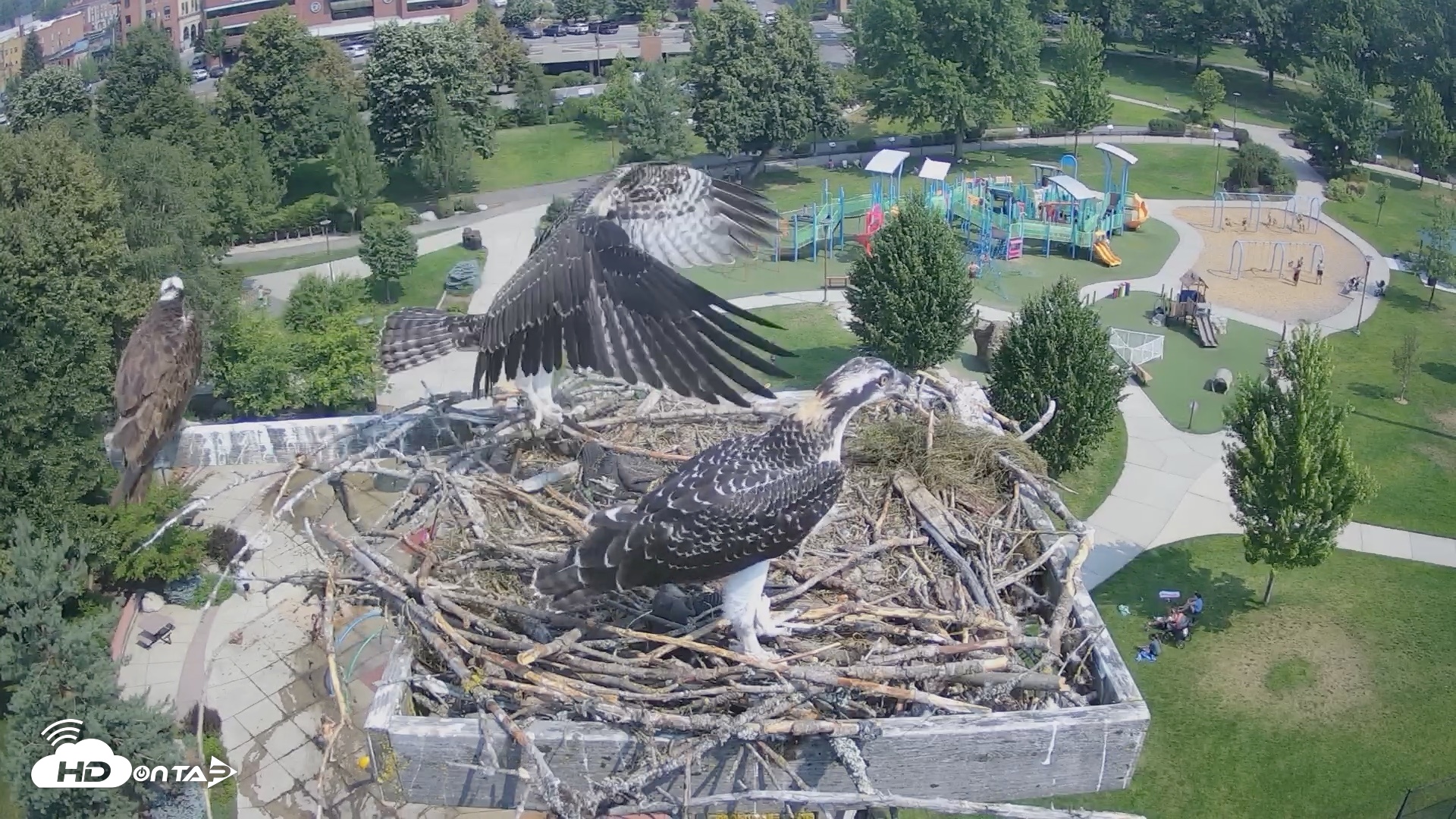 Snapshot of Coeur d'Alene Idaho Osprey Nest Live Cam taken Jul 23, 2026, 10:59am PDT