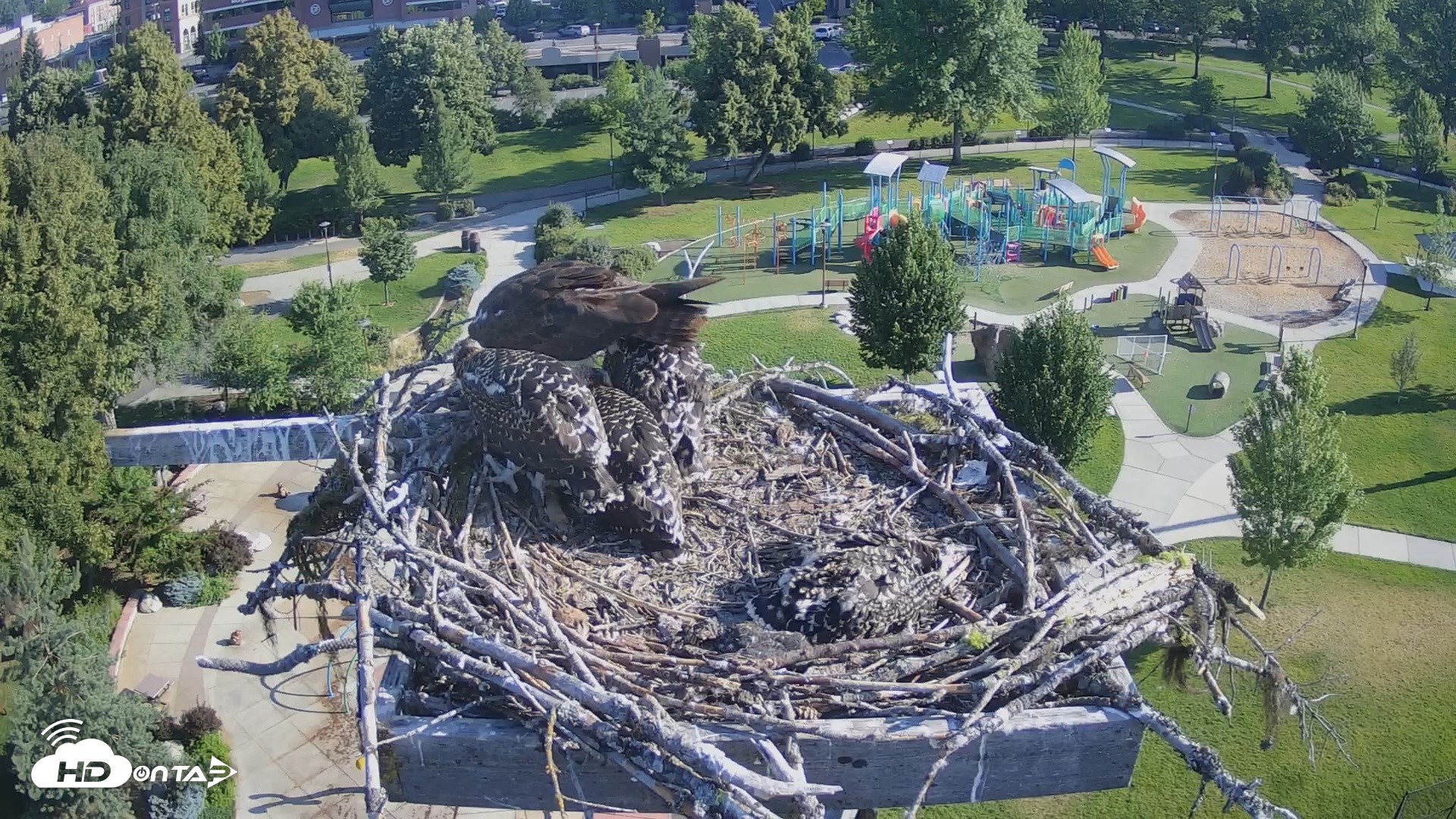 Snapshot of Coeur d'Alene South - Osprey Nest taken Jul 11, 2025, 8:02am PDT
