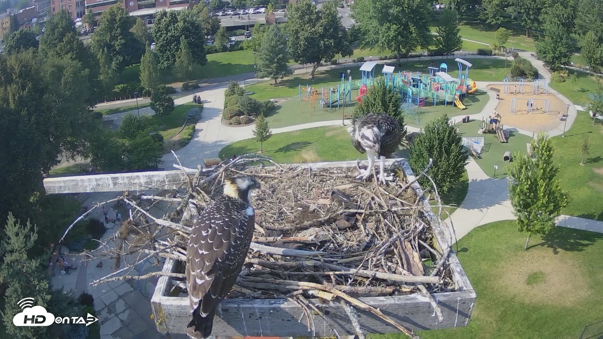 Snapshot of Coeur d'Alene Idaho Osprey Nest Live Cam taken Jul 29, 2026, 4:50pm PDT