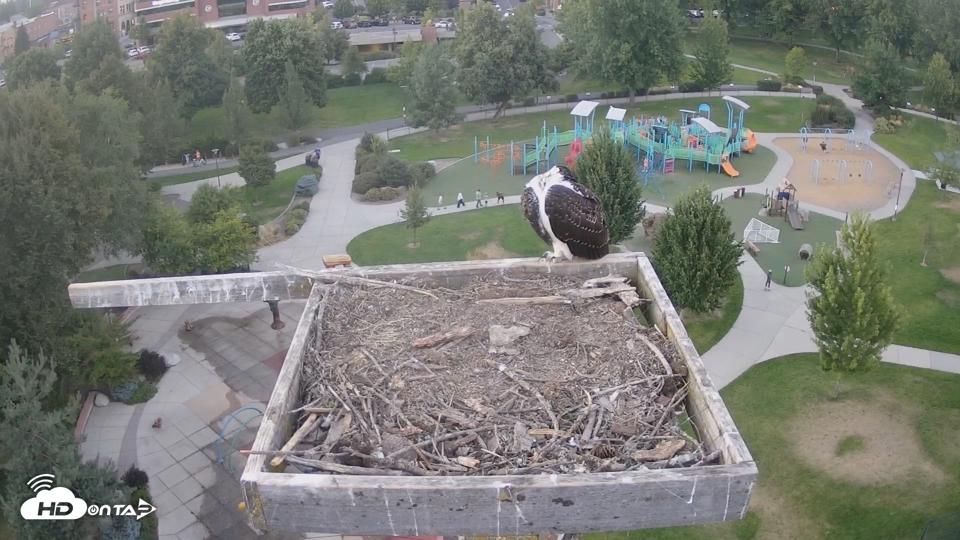 Snapshot of Coeur d'Alene Idaho Osprey Nest Live Cam taken Aug 27, 2026, 7:42pm PDT