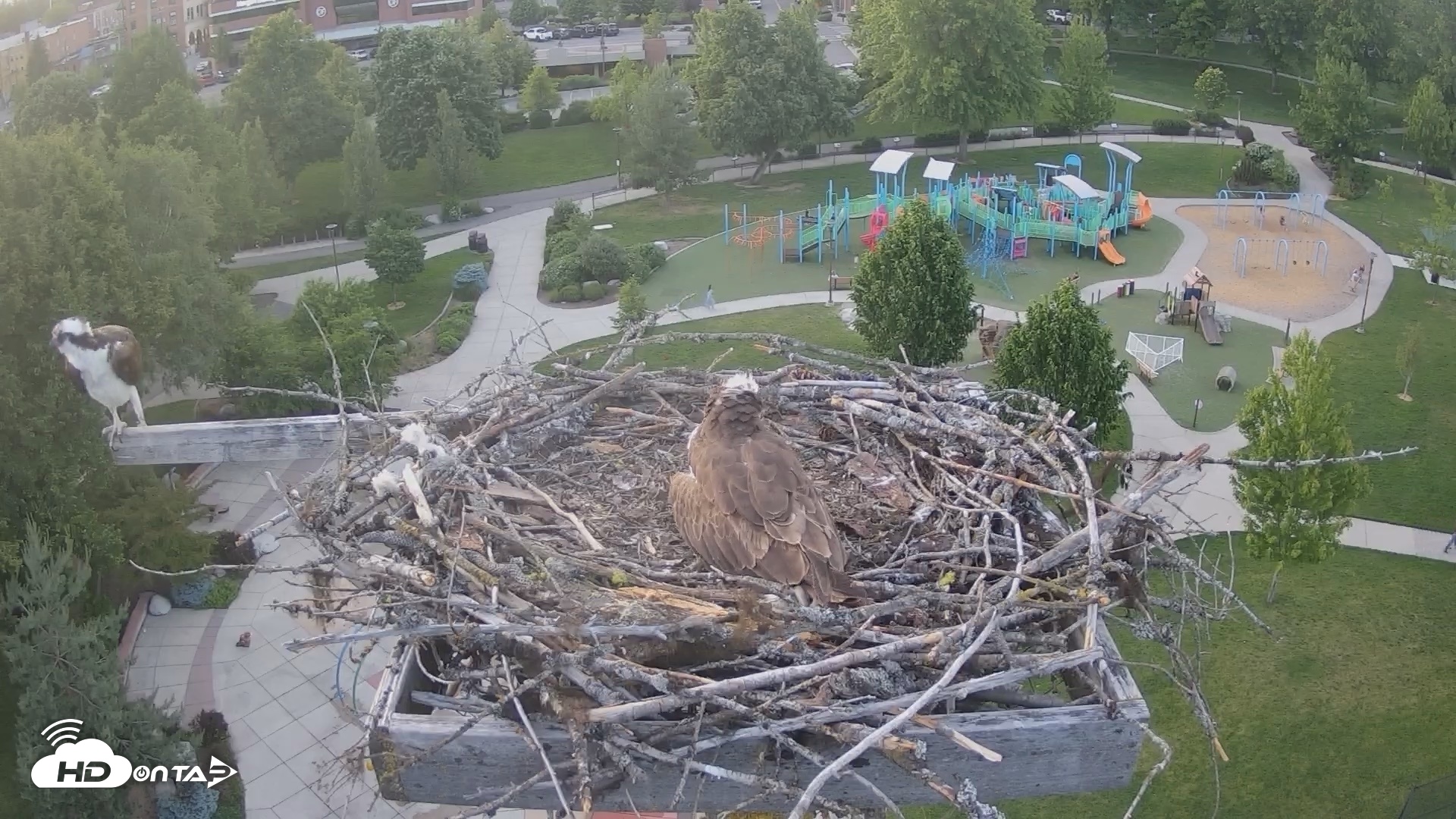 Snapshot of Coeur d'Alene Idaho Osprey Nest Live Cam taken Jun 4, 2026, 8:32pm PDT