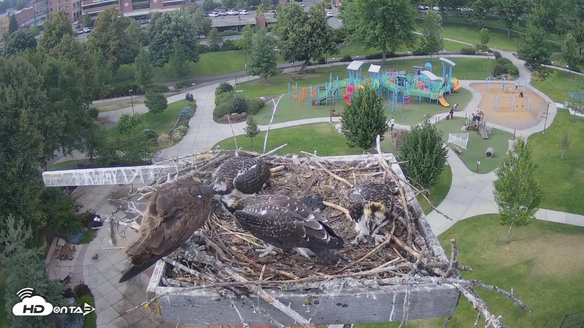 Snapshot of Coeur d'Alene South - Osprey Nest taken Jul 22, 2025, 5:40pm PDT