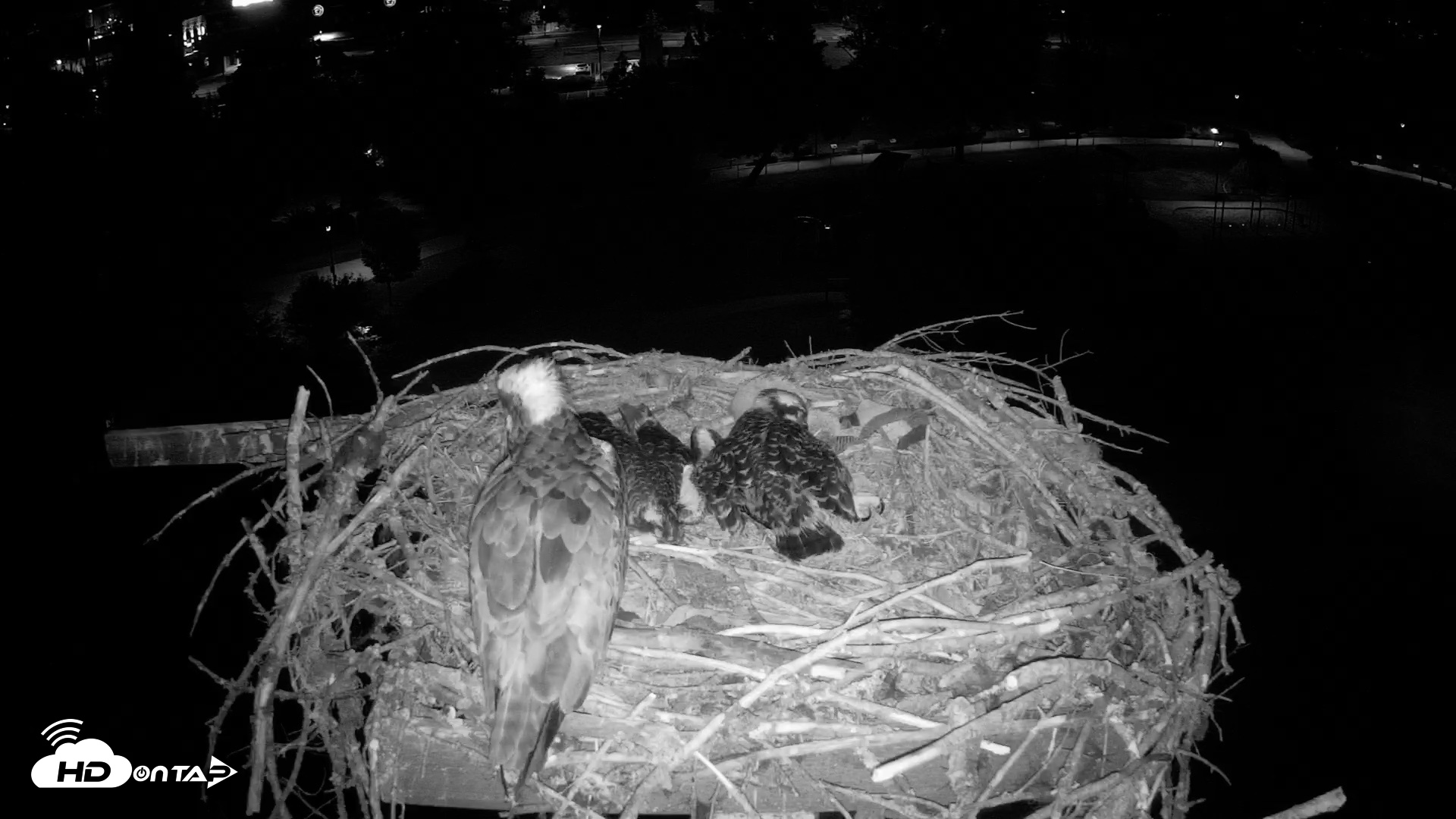 Snapshot of Coeur d'Alene Idaho Osprey Nest Live Cam taken Jul 12, 2026, 4:05am PDT