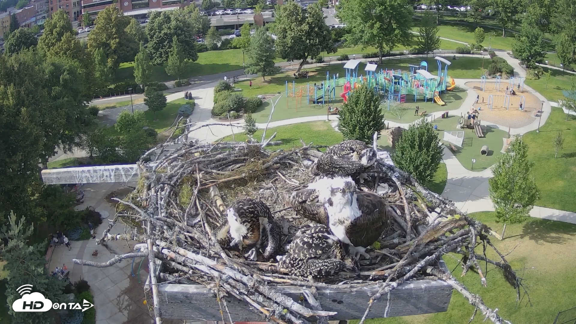 Snapshot of Coeur d'Alene South - Osprey Nest taken Jul 10, 2025, 5:14pm PDT