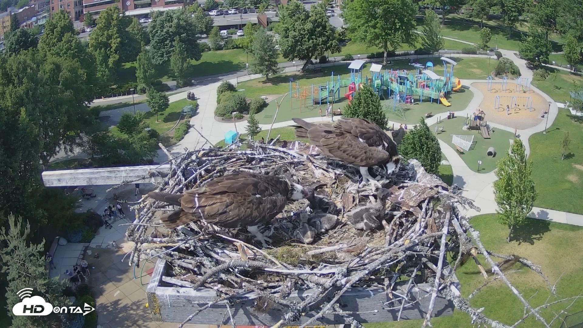 Snapshot of Coeur d'Alene South - Osprey Nest taken Jun 13, 2025, 3:36pm PDT