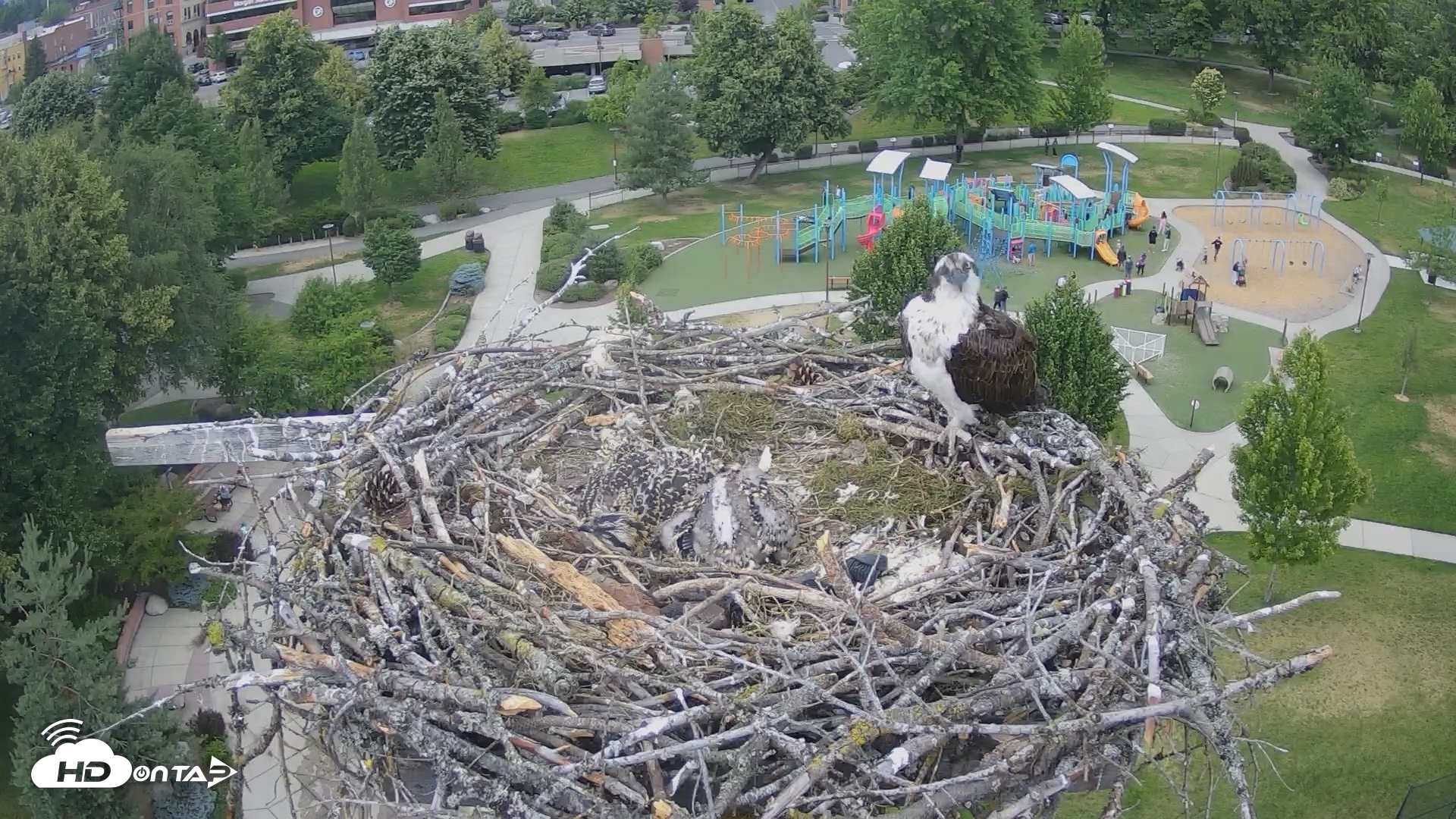 Snapshot of Coeur d'Alene Idaho Osprey Nest Live Cam taken Jun 26, 2026, 3:32pm PDT