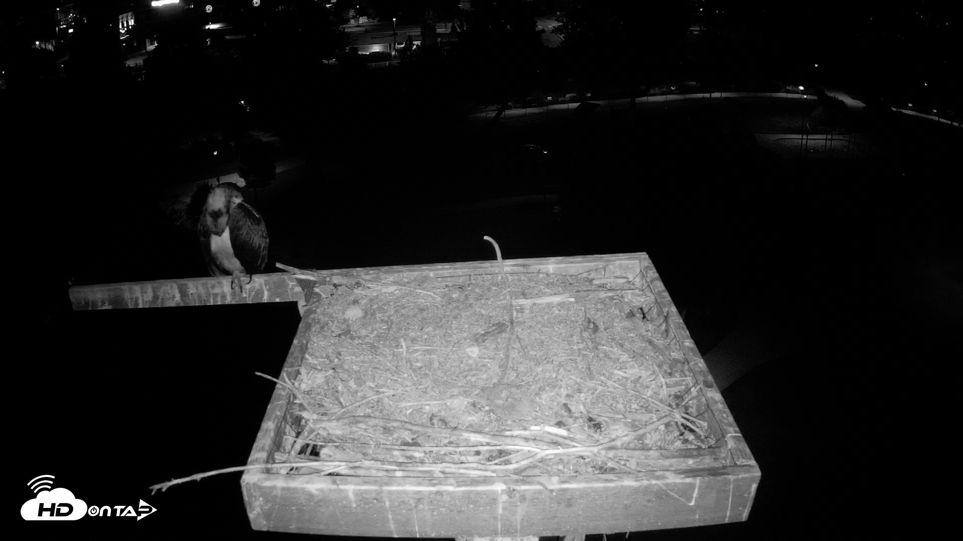 Snapshot of Coeur d'Alene Idaho Osprey Nest Live Cam taken Aug 18, 2026, 4:51am PDT