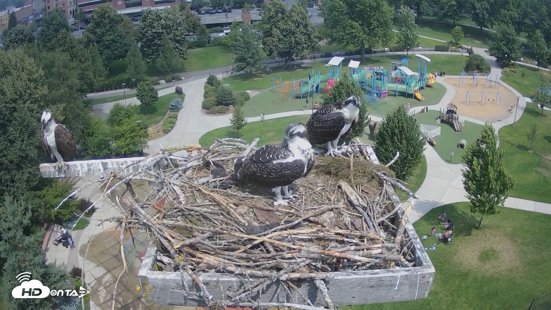 Snapshot of Coeur d'Alene Idaho Osprey Nest Live Cam taken Jul 23, 2026, 11:55am PDT