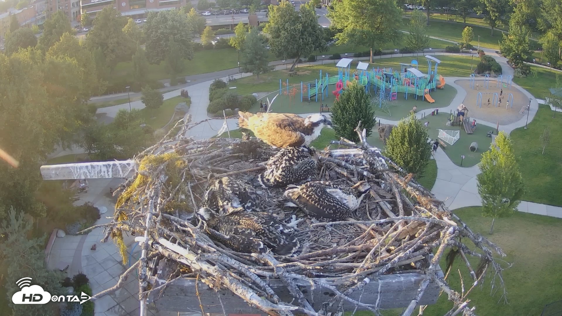 Snapshot of Coeur d'Alene South - Osprey Nest taken Jul 6, 2025, 7:46pm PDT