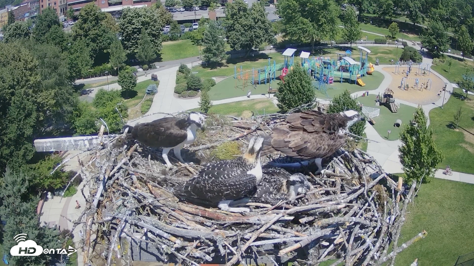 Snapshot of Coeur d'Alene Idaho Osprey Nest Live Cam taken Jul 11, 2026, 12:22pm PDT