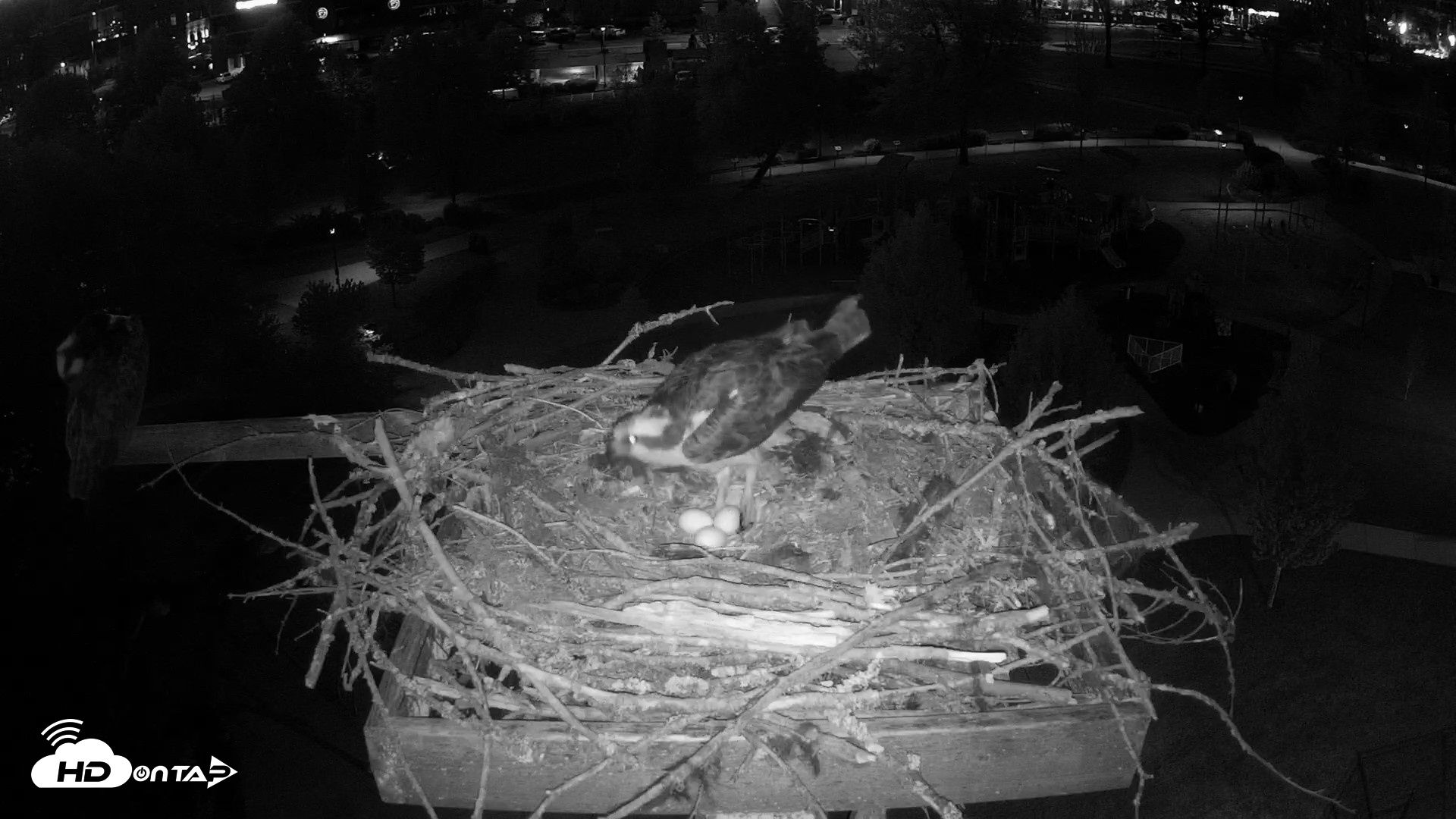 Snapshot of Coeur d'Alene Idaho Osprey Nest Live Cam taken May 5, 2026, 8:49pm PDT
