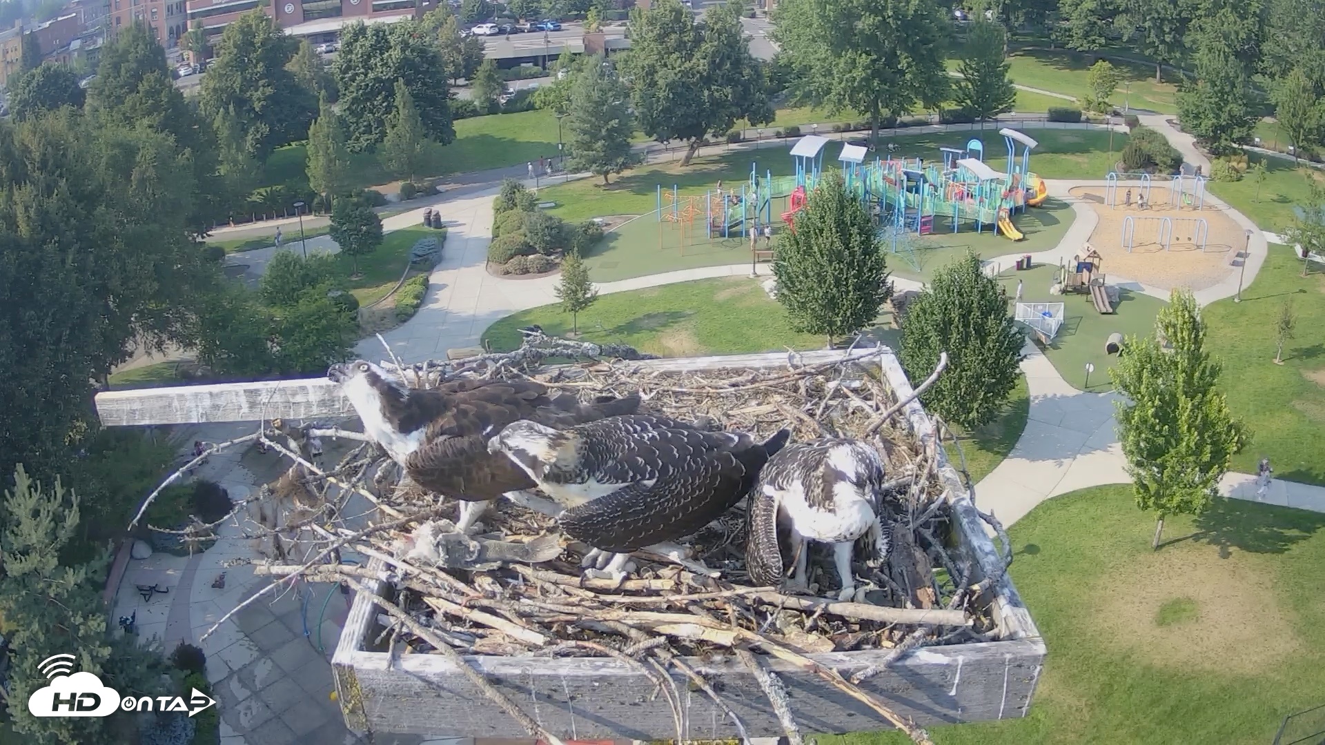 Snapshot of Coeur d'Alene Idaho Osprey Nest Live Cam taken Jul 30, 2026, 5:01pm PDT