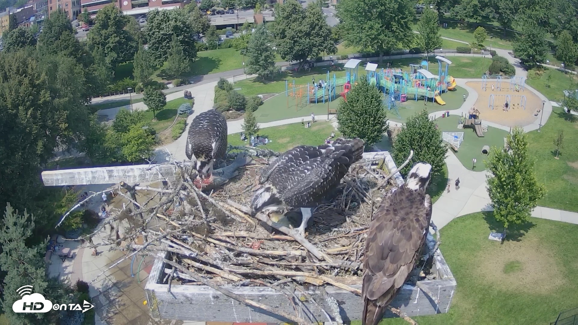Snapshot of Coeur d'Alene Idaho Osprey Nest Live Cam taken Jul 30, 2026, 2:21pm PDT