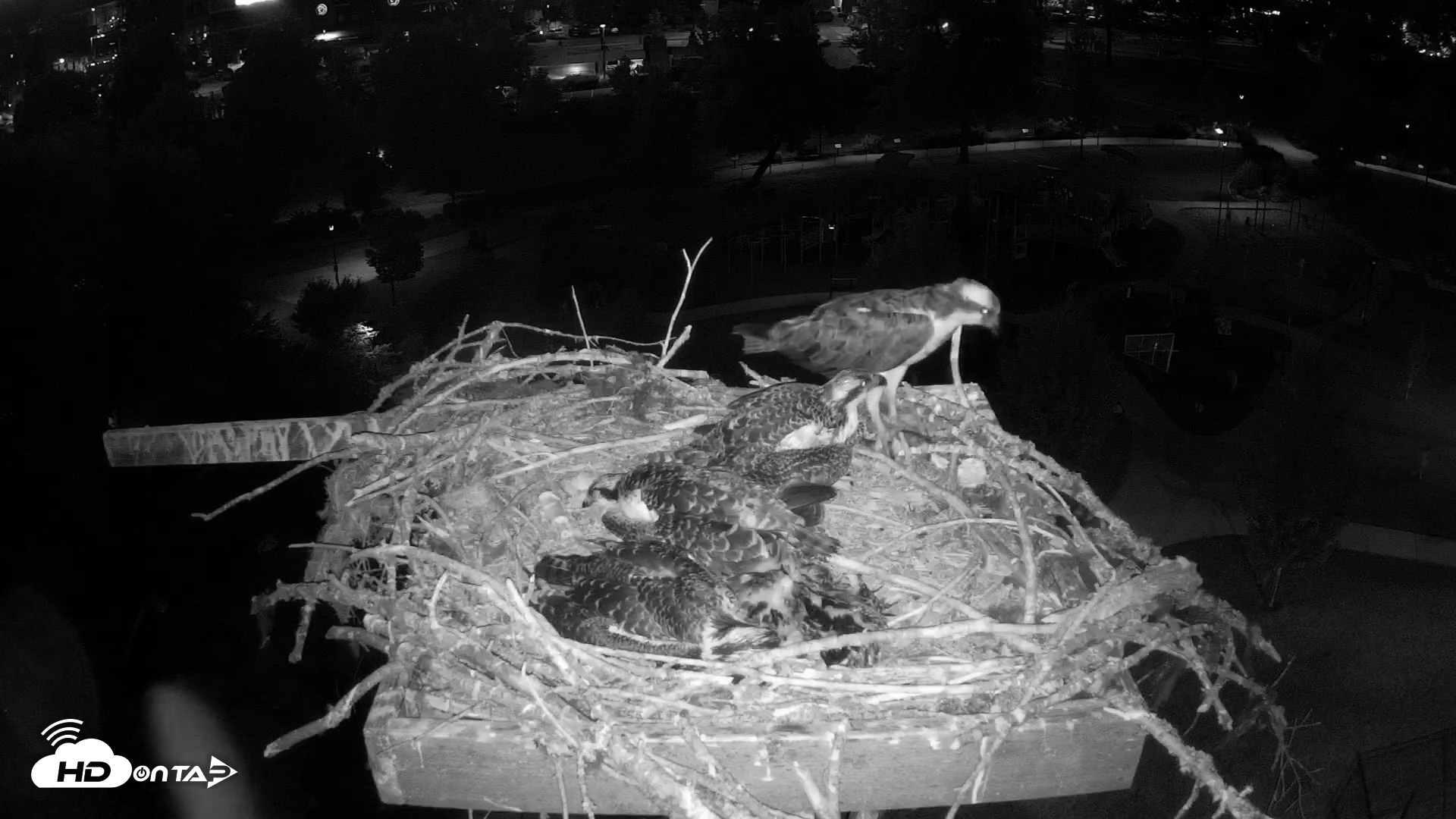 Snapshot of Coeur d'Alene South - Osprey Nest taken Jul 12, 2025, 9:33pm PDT
