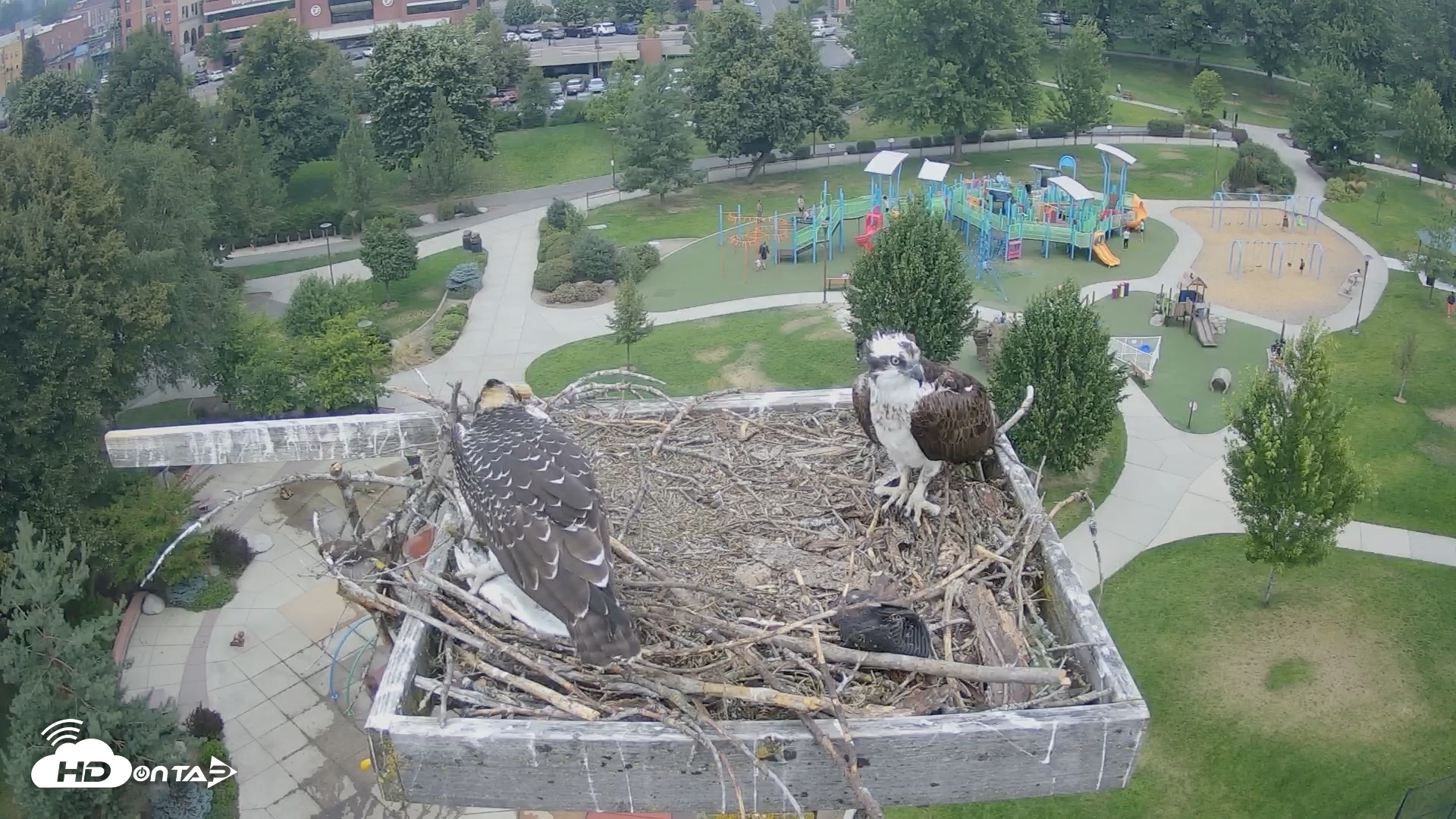 Snapshot of Coeur d'Alene Idaho Osprey Nest Live Cam taken Aug 2, 2026, 1:41pm PDT