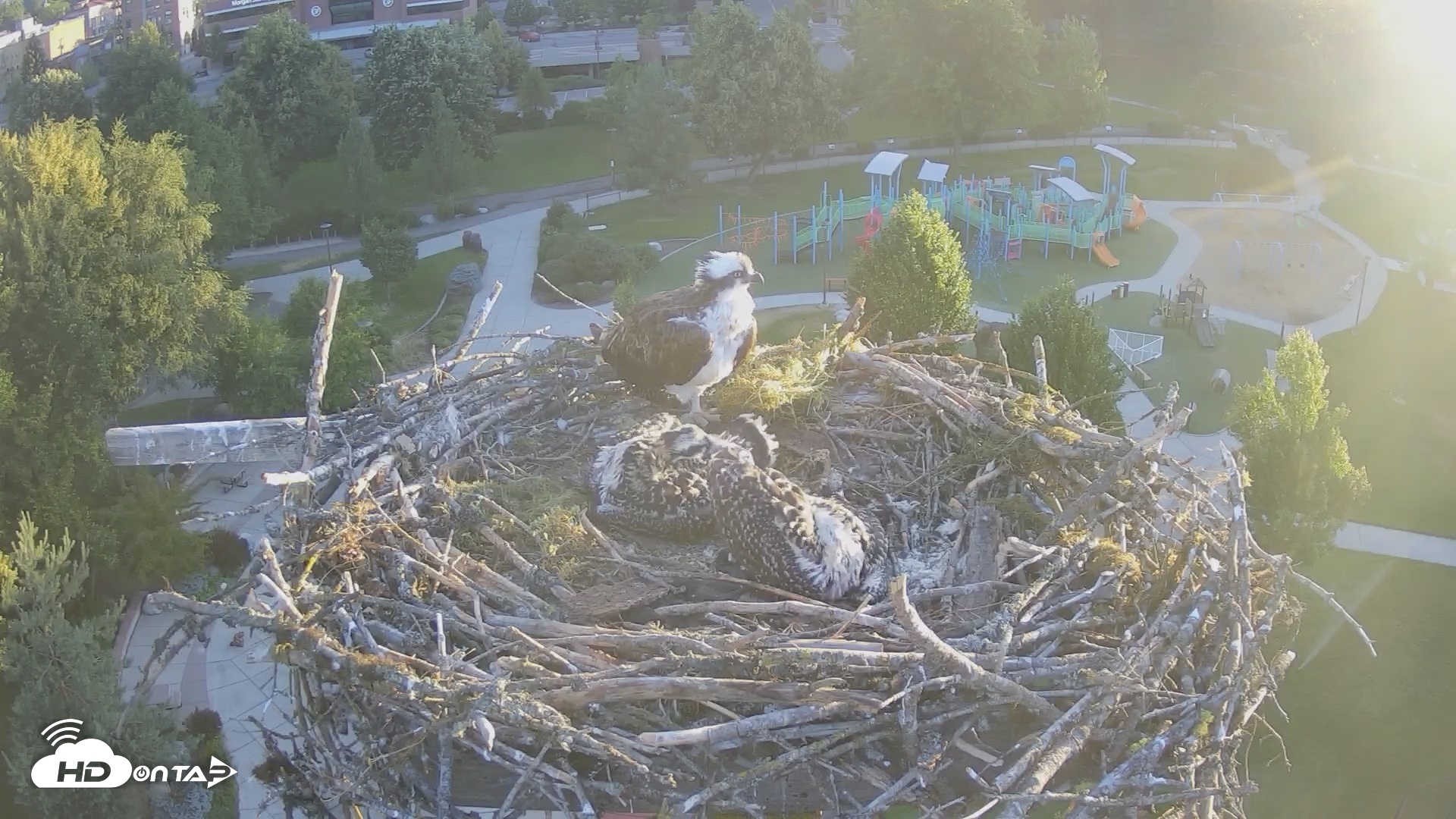 Snapshot of Coeur d'Alene Idaho Osprey Nest Live Cam taken Jul 4, 2026, 5:34am PDT