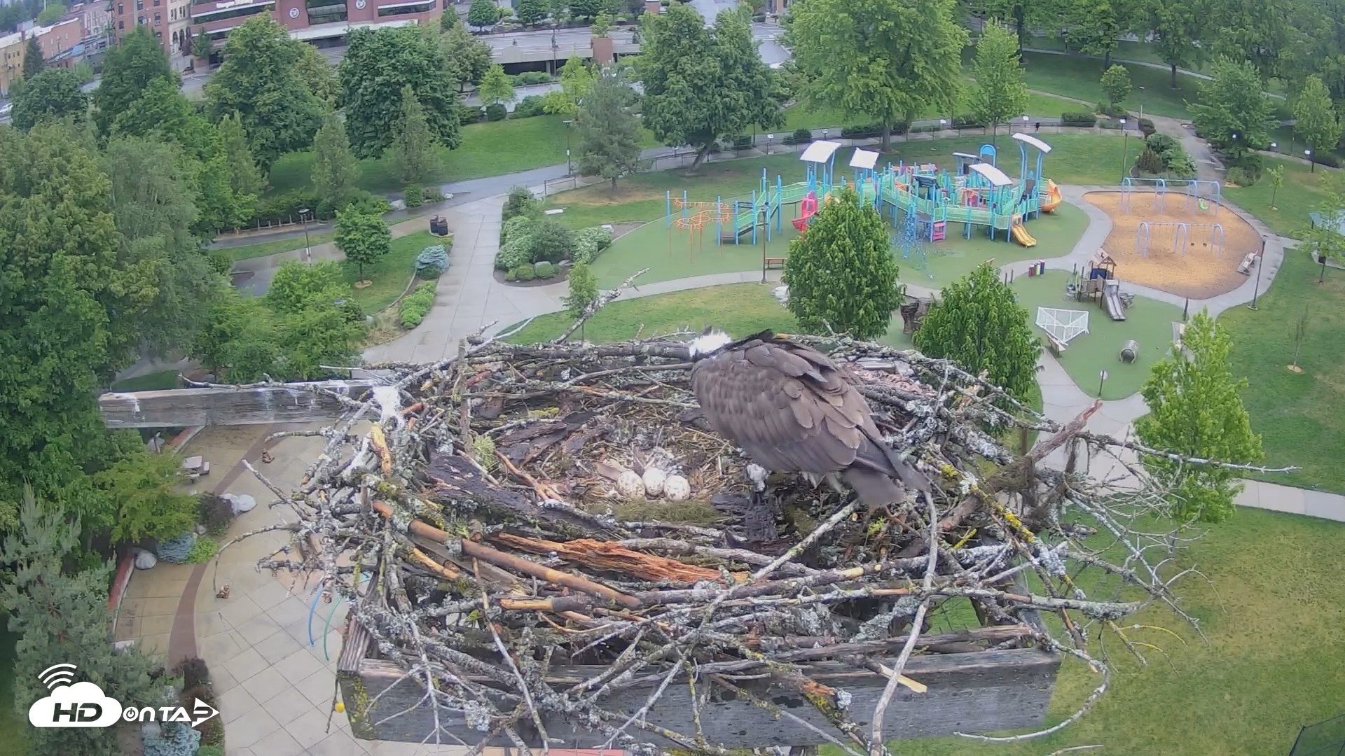 Snapshot of Coeur d'Alene Idaho Osprey Nest Live Cam taken May 26, 2026, 6:09am PDT