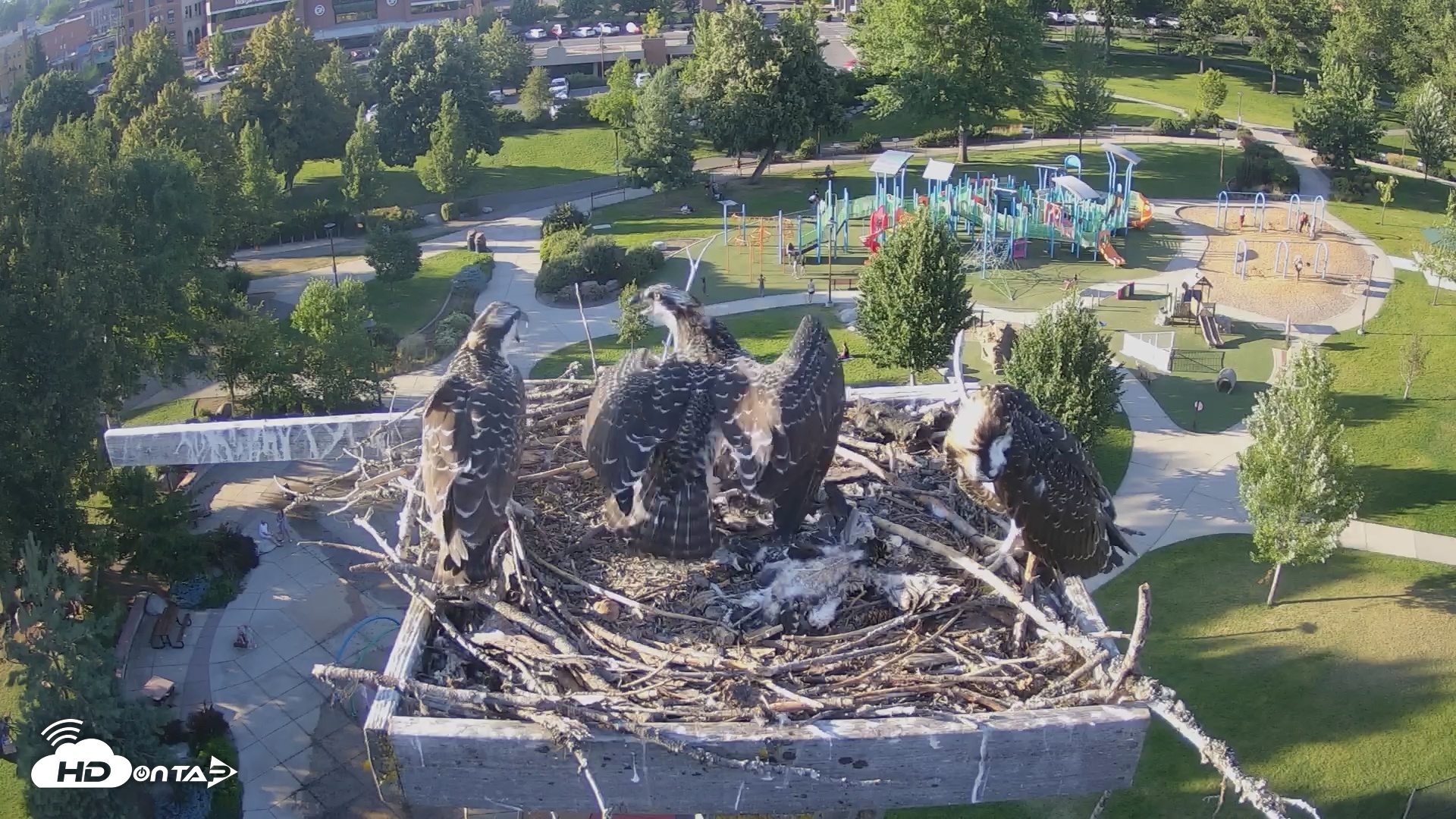 Snapshot of Coeur d'Alene South - Osprey Nest taken Jul 24, 2025, 6:37pm PDT