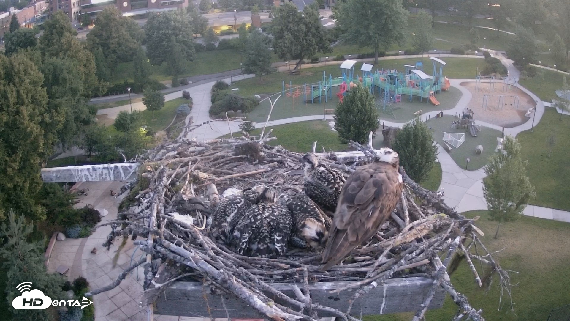 Snapshot of Coeur d'Alene South - Osprey Nest taken Jul 8, 2025, 4:36am PDT