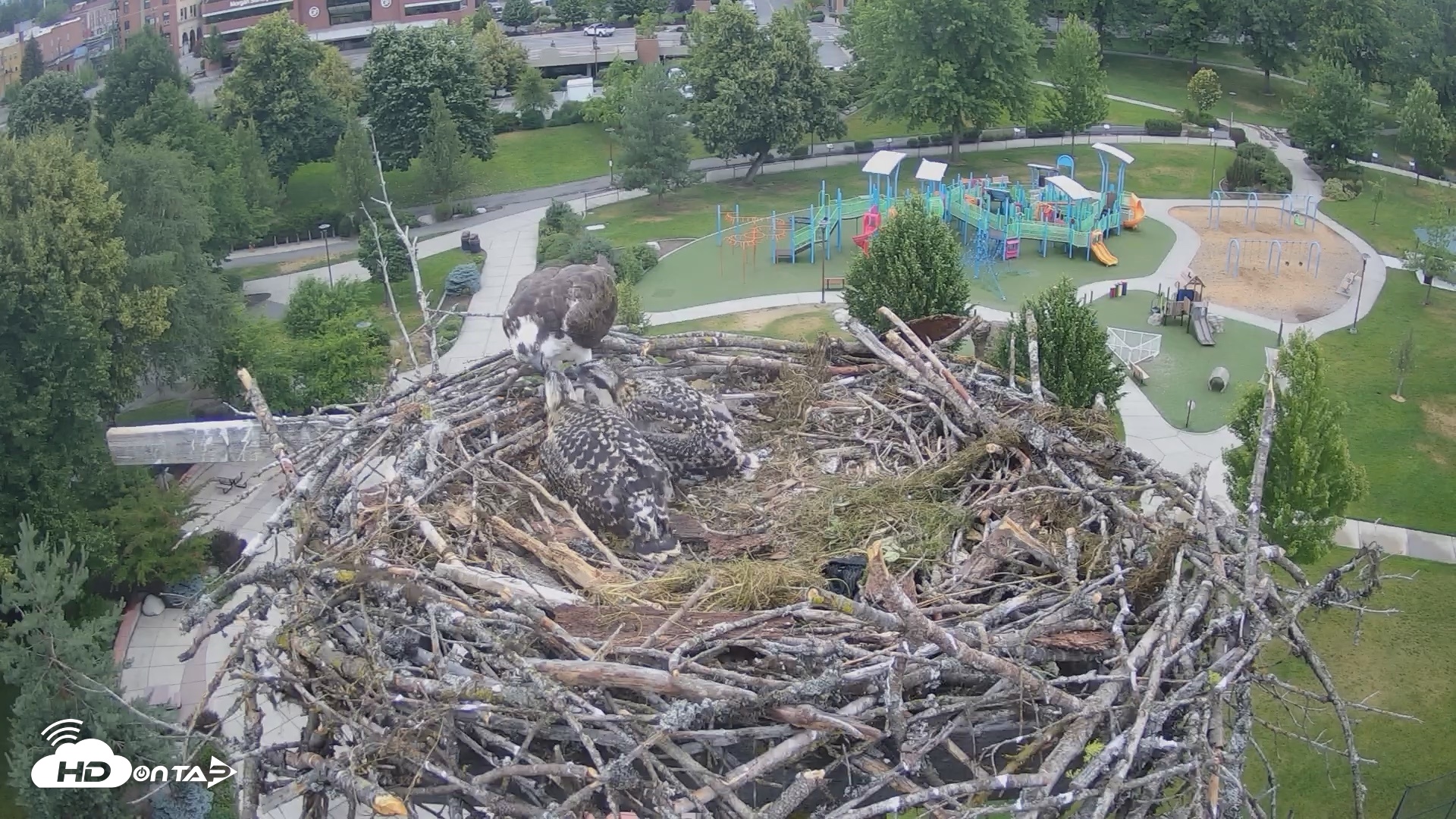 Snapshot of Coeur d'Alene Idaho Osprey Nest Live Cam taken Jun 30, 2026, 7:23am PDT