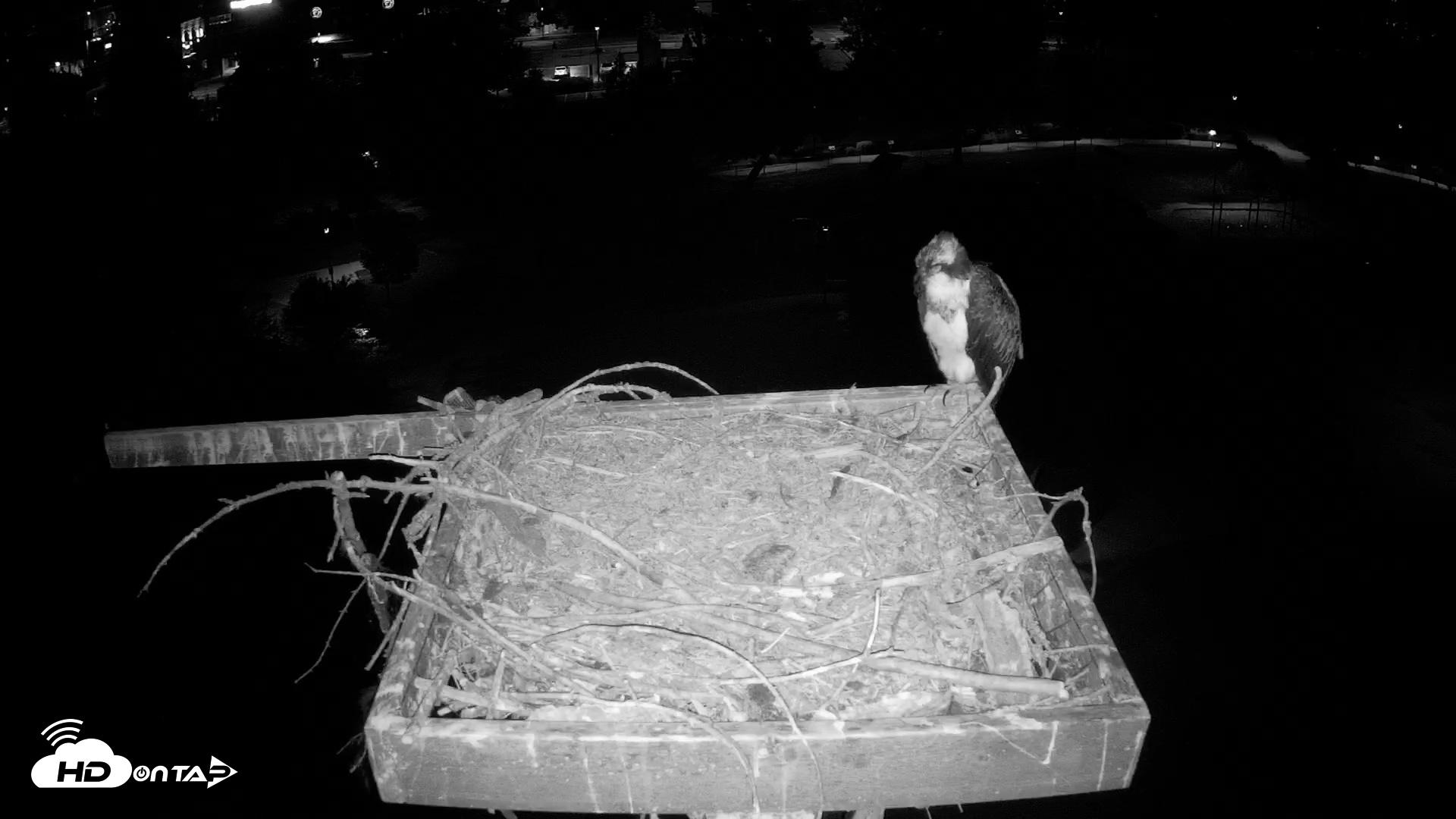 Snapshot of Coeur d'Alene Idaho Osprey Nest Live Cam taken Aug 5, 2026, 3:26am PDT