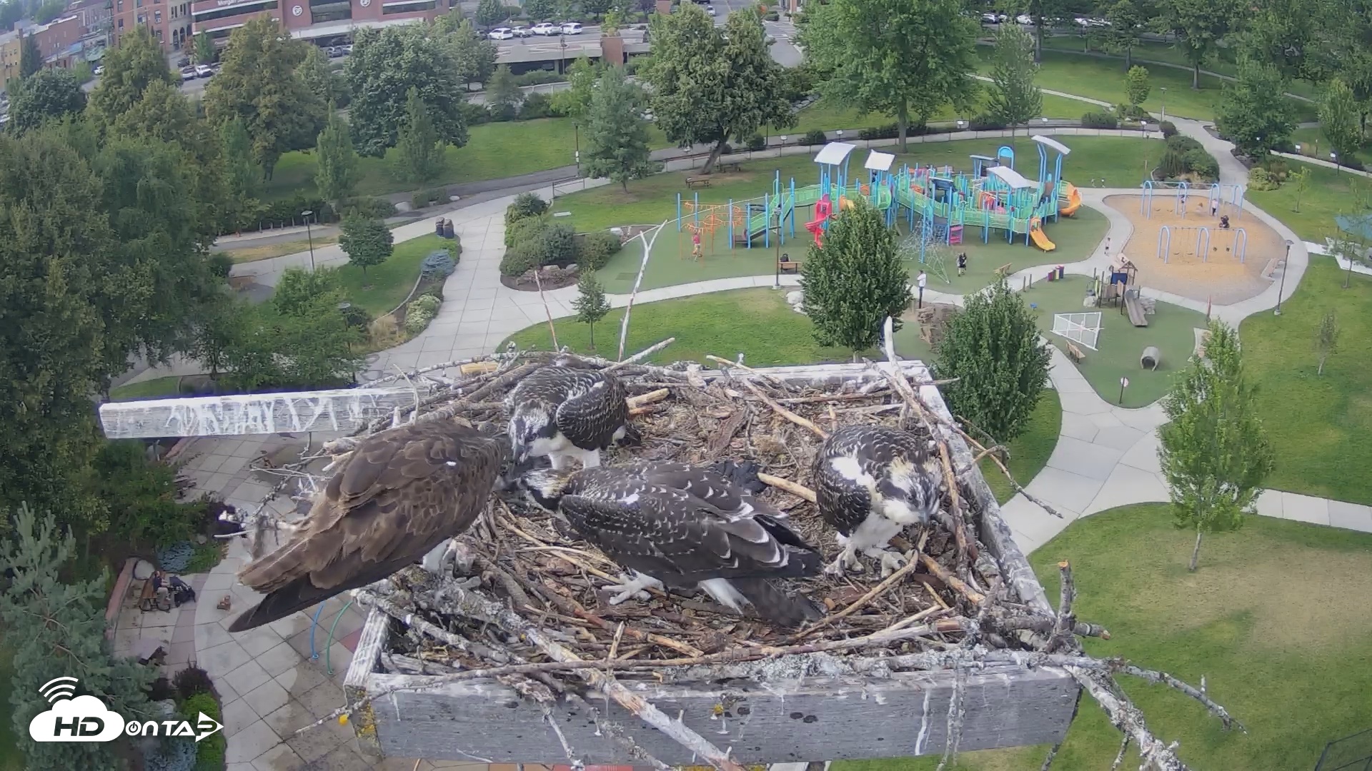 Snapshot of Coeur d'Alene South - Osprey Nest taken Jul 22, 2025, 5:41pm PDT