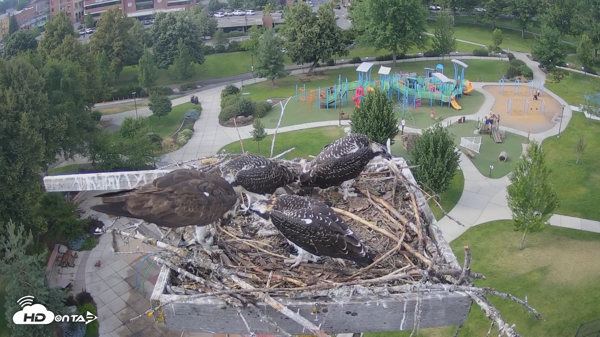 Snapshot of Coeur d'Alene South - Osprey Nest taken Jul 22, 2025, 5:36pm PDT