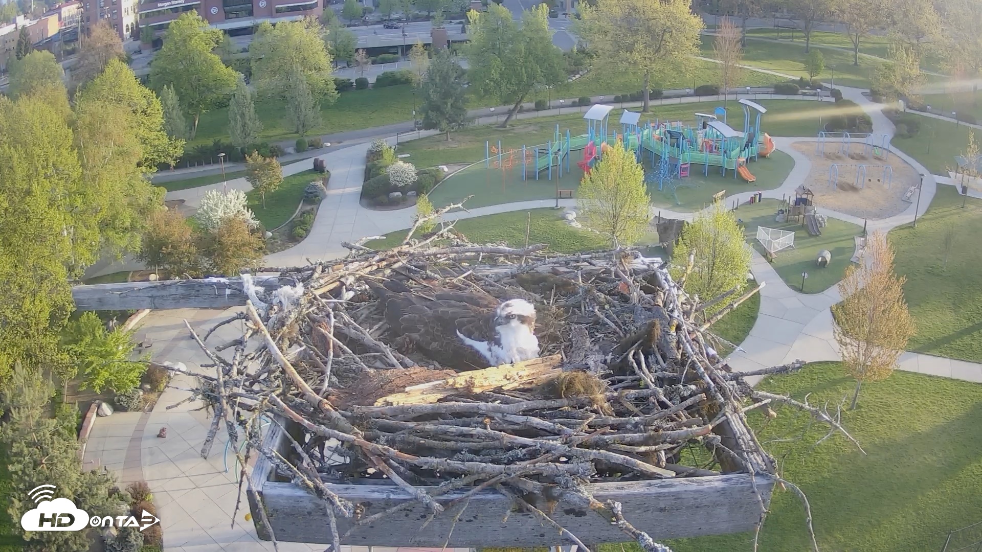 Snapshot of Coeur d'Alene Idaho Osprey Nest Live Cam taken May 2, 2026, 6:29am PDT