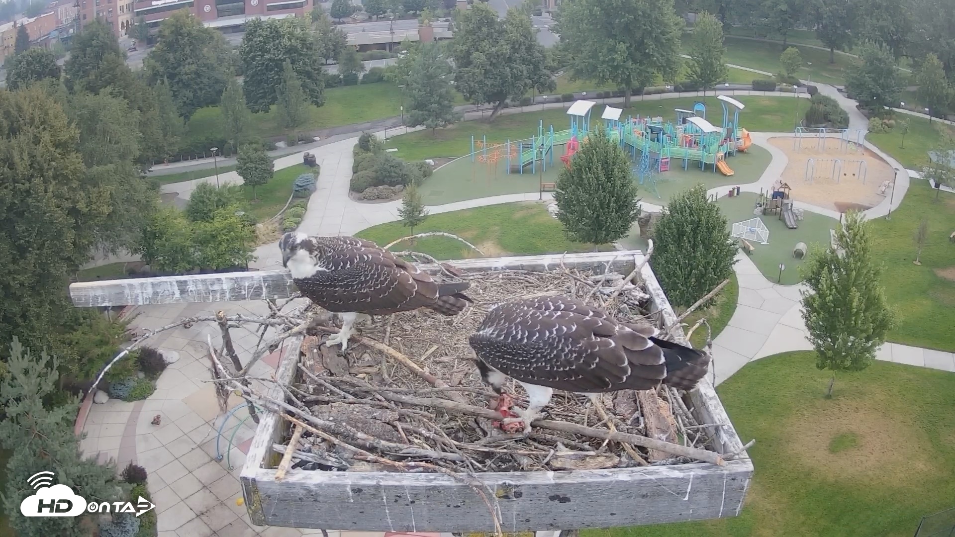 Snapshot of Coeur d'Alene Idaho Osprey Nest Live Cam taken Aug 7, 2026, 5:43am PDT