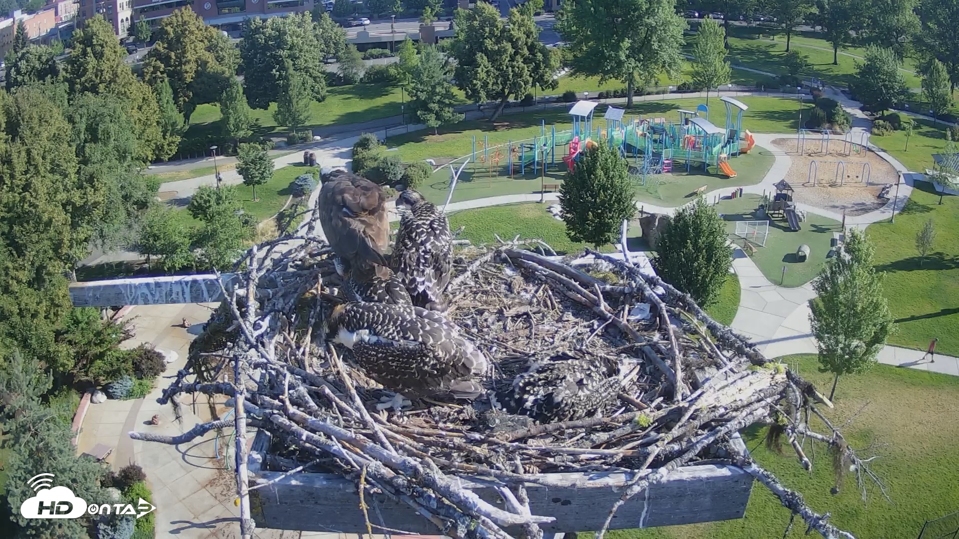 Snapshot of Coeur d'Alene South - Osprey Nest taken Jul 11, 2025, 8:11am PDT