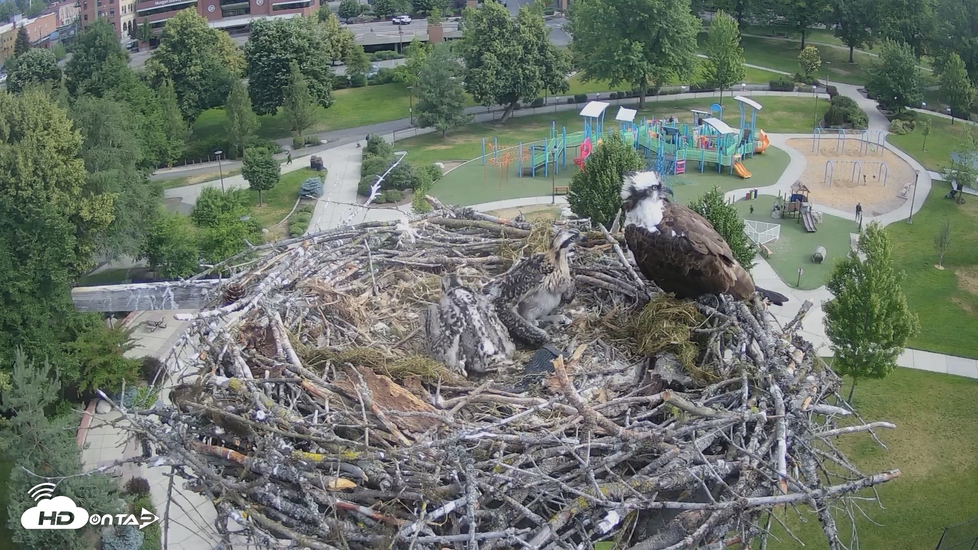 Snapshot of Coeur d'Alene Idaho Osprey Nest Live Cam taken Jun 28, 2026, 8:42am PDT