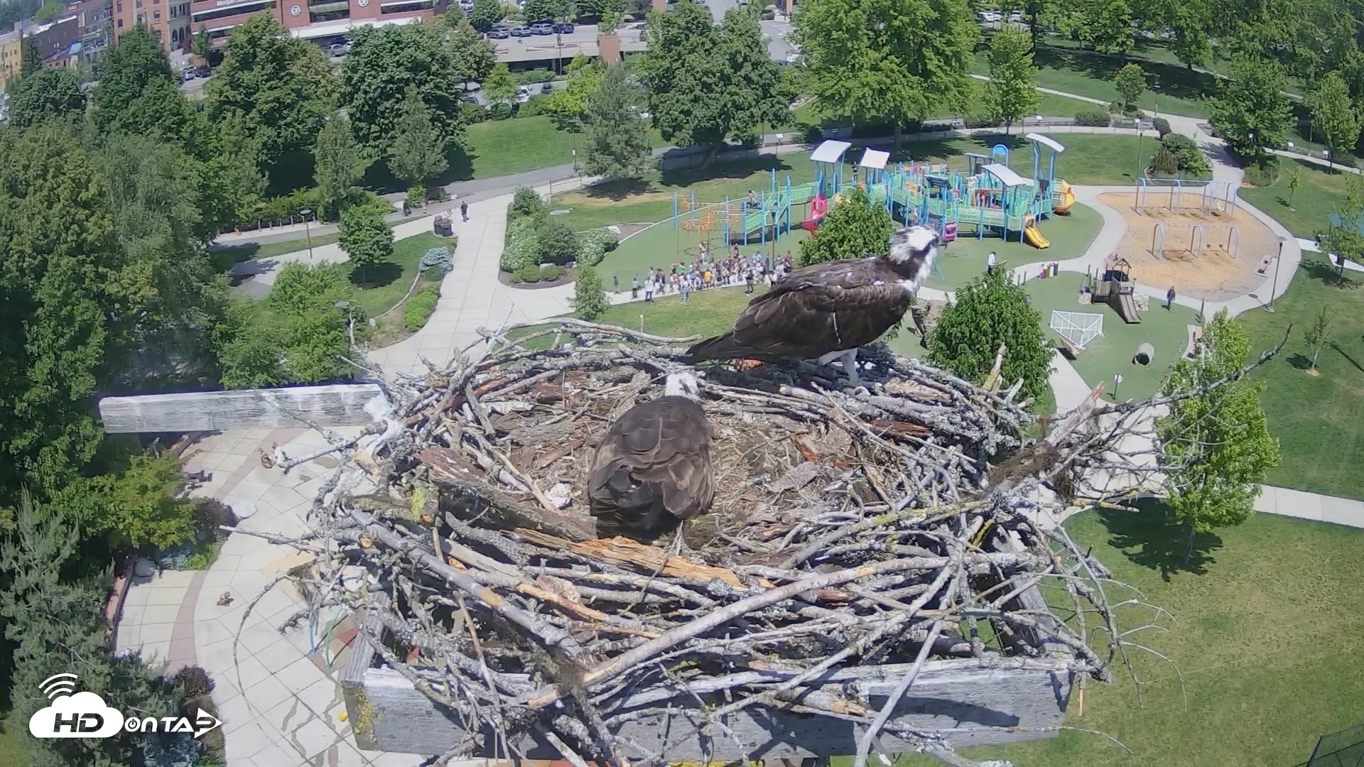 Snapshot of Coeur d'Alene Idaho Osprey Nest Live Cam taken May 27, 2026, 12:47pm PDT