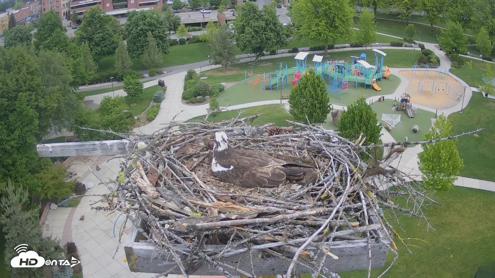 Snapshot of Coeur d'Alene Idaho Osprey Nest Live Cam taken May 20, 2026, 7:00am PDT