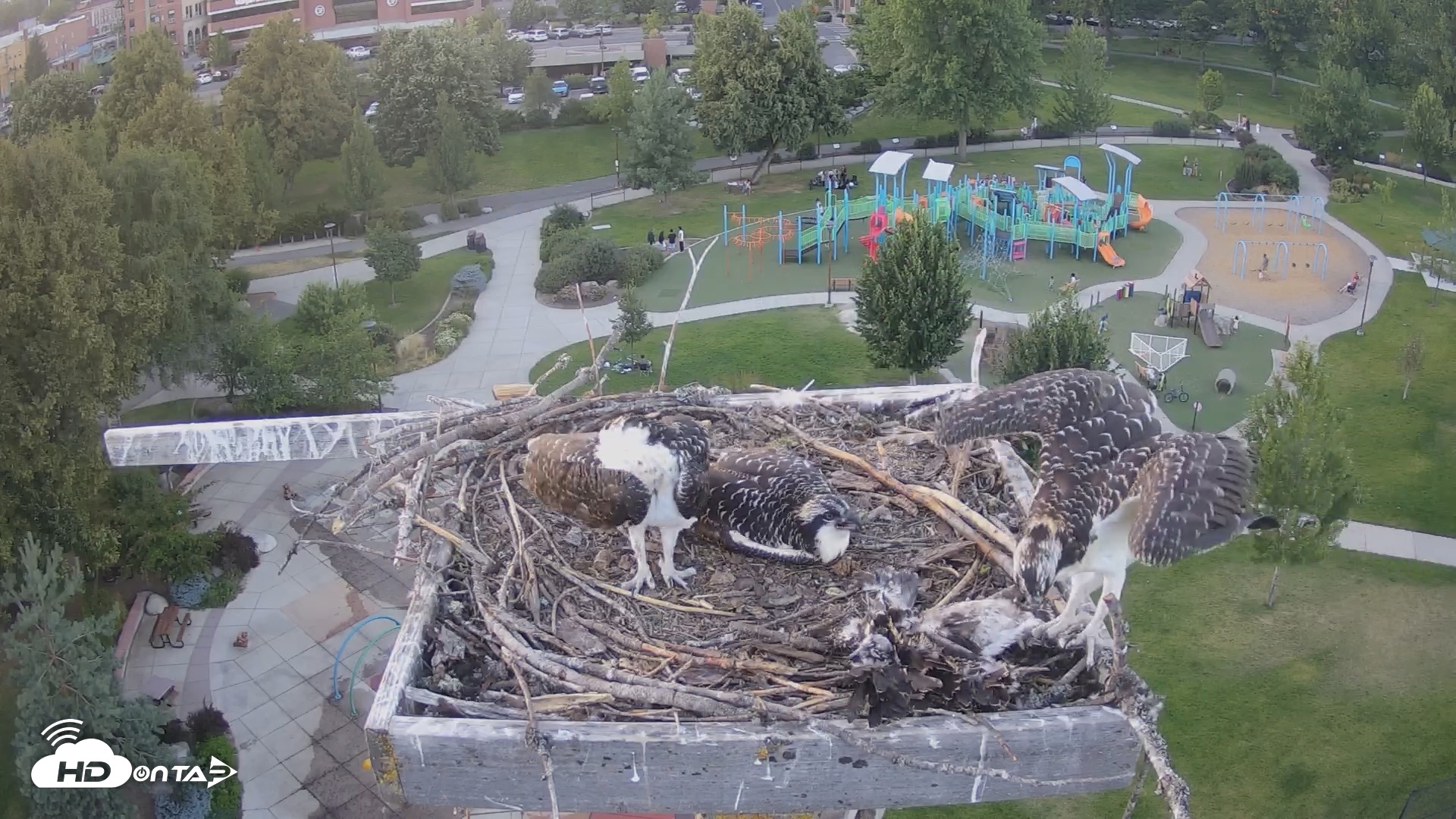 Snapshot of Coeur d'Alene South - Osprey Nest taken Jul 26, 2025, 7:48pm PDT