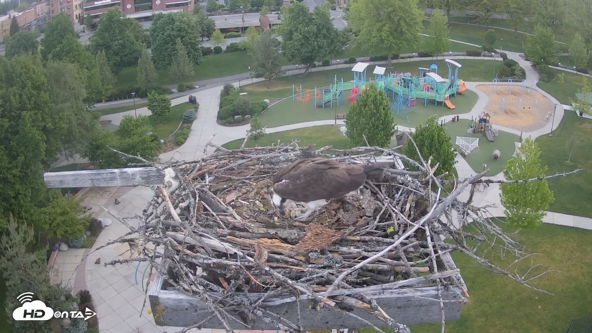Snapshot of Coeur d'Alene Idaho Osprey Nest Live Cam taken May 15, 2026, 5:19am PDT
