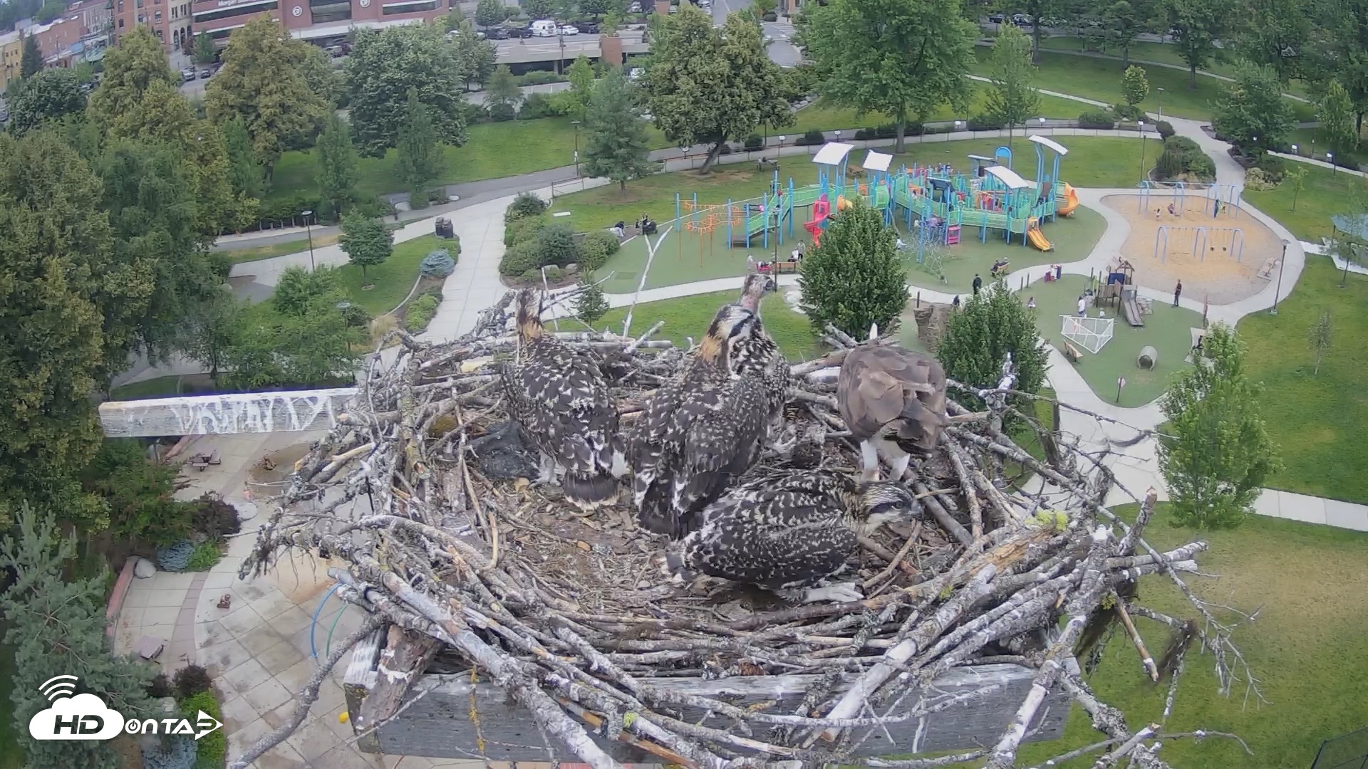 Snapshot of Coeur d'Alene South - Osprey Nest taken Jul 5, 2025, 11:03am PDT