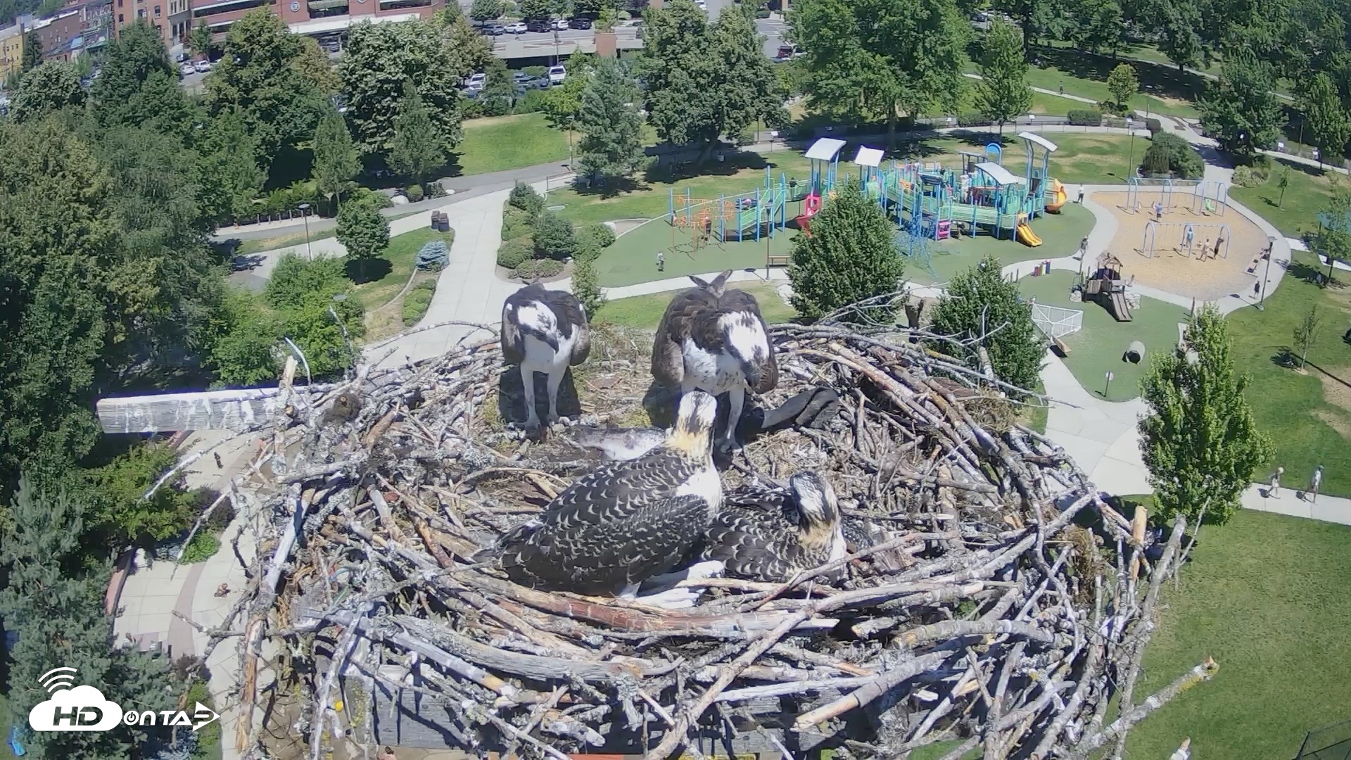 Snapshot of Coeur d'Alene Idaho Osprey Nest Live Cam taken Jul 11, 2026, 12:19pm PDT