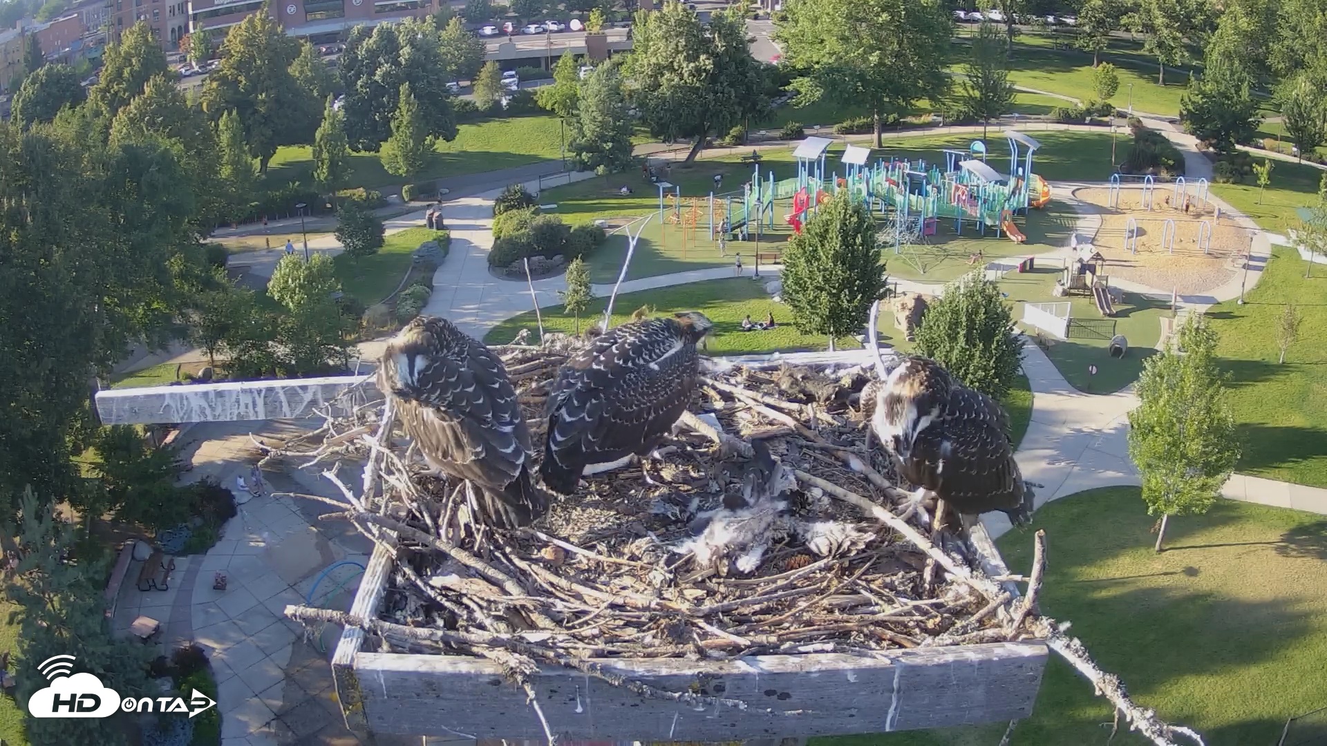 Snapshot of Coeur d'Alene South - Osprey Nest taken Jul 24, 2025, 6:36pm PDT