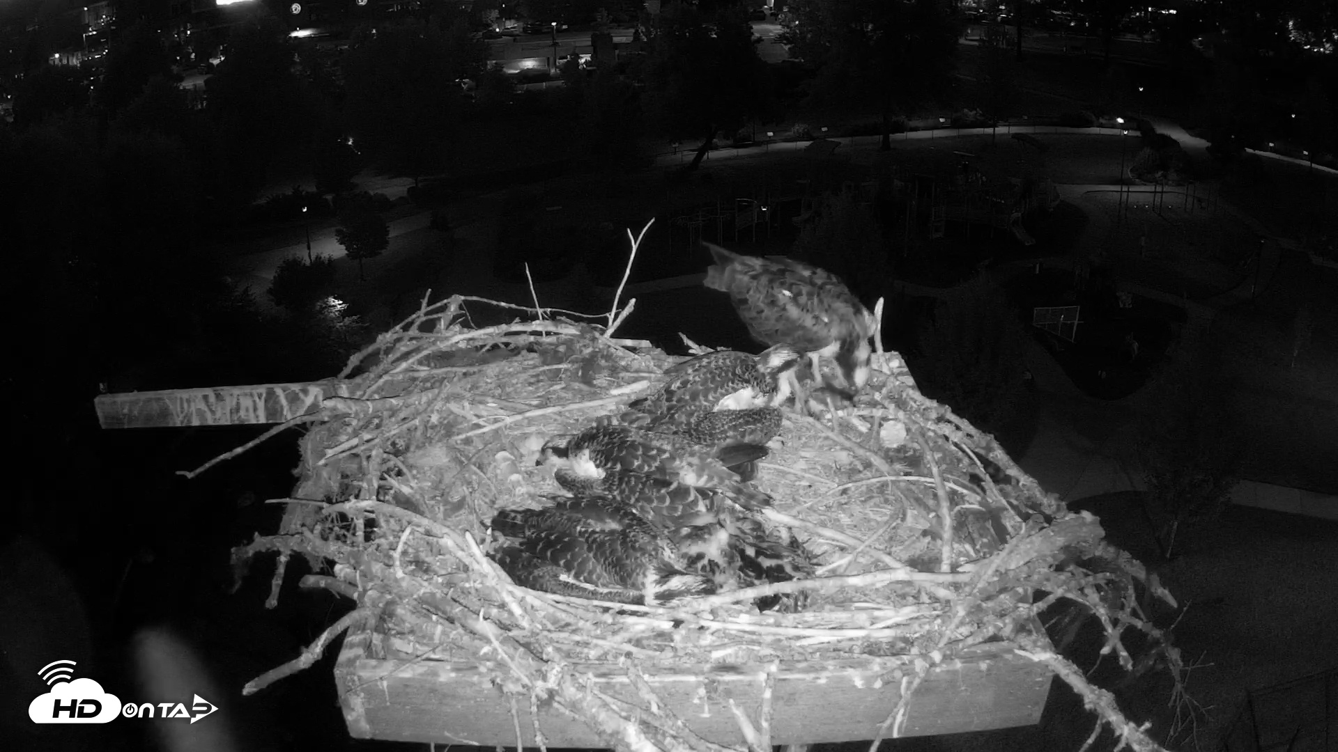 Snapshot of Coeur d'Alene South - Osprey Nest taken Jul 12, 2025, 9:32pm PDT