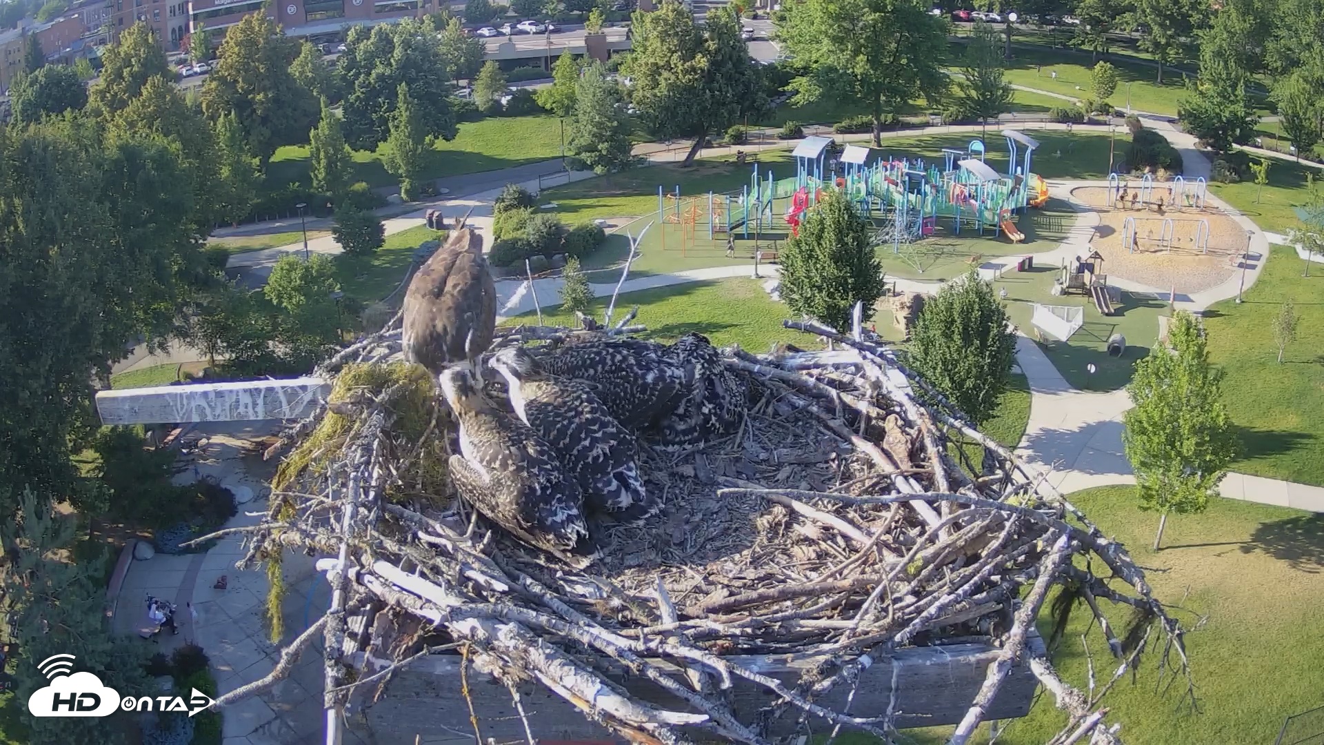 Snapshot of Coeur d'Alene South - Osprey Nest taken Jul 6, 2025, 6:21pm PDT