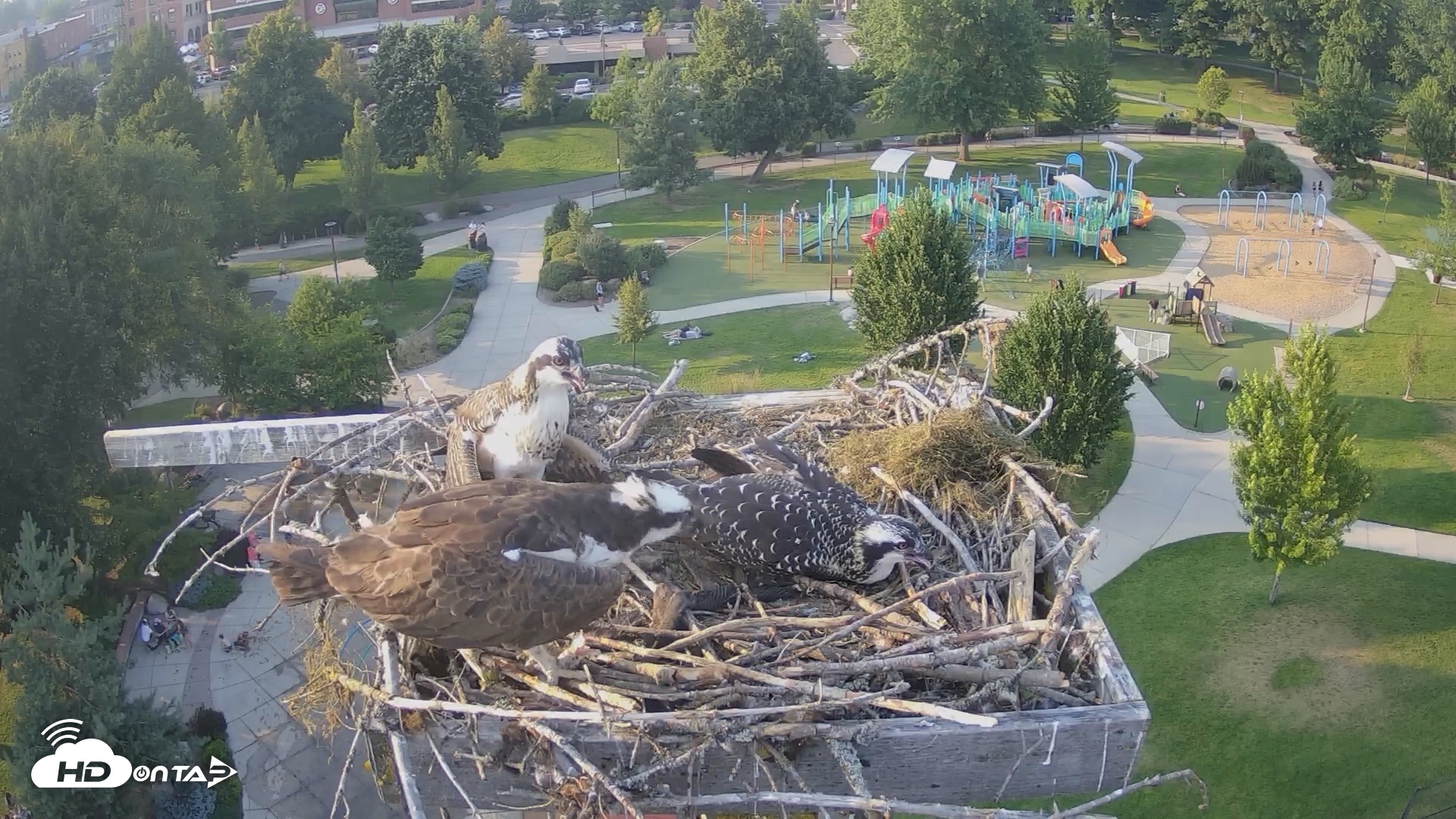 Snapshot of Coeur d'Alene Idaho Osprey Nest Live Cam taken Jul 22, 2026, 6:50pm PDT