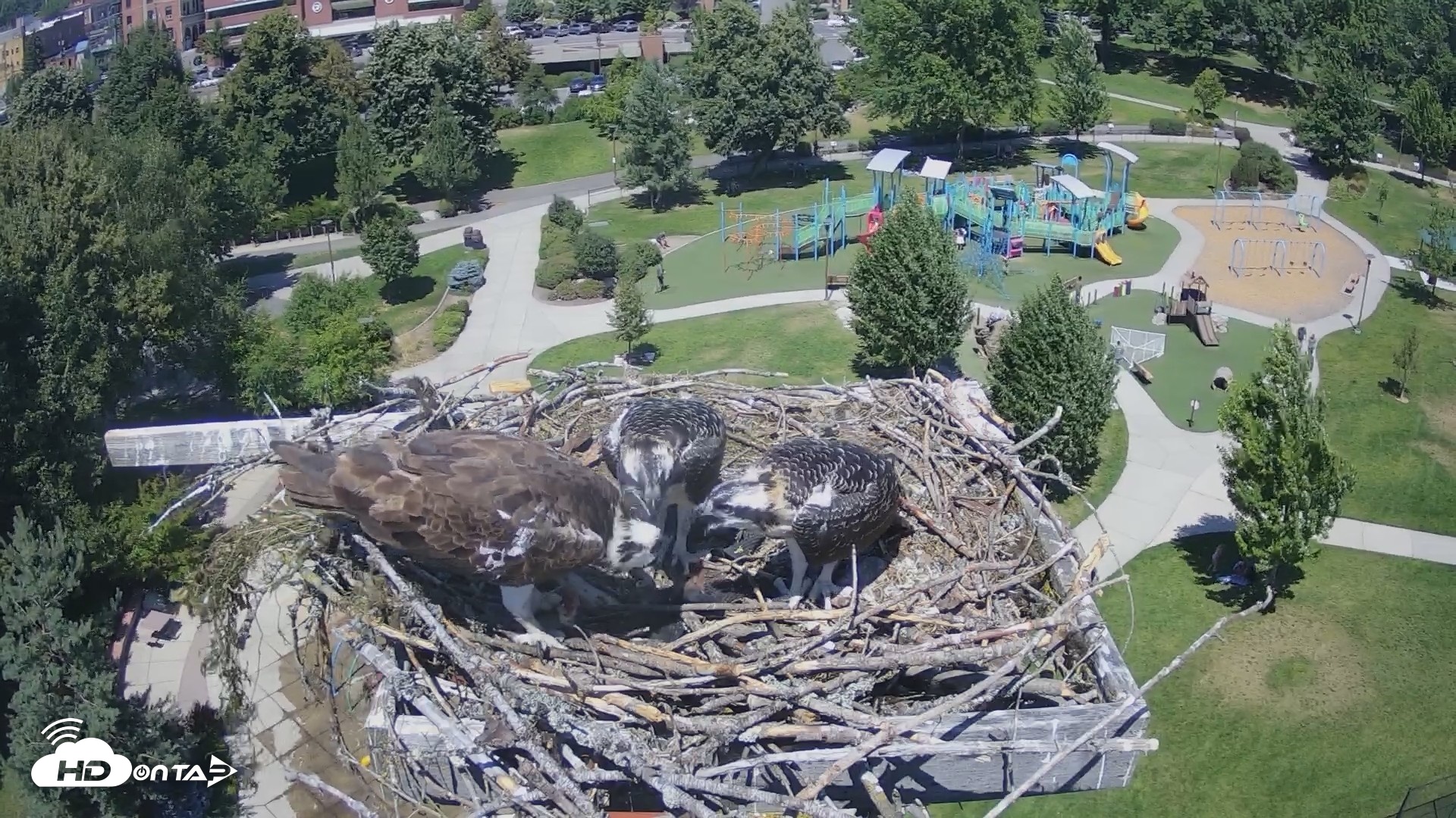 Snapshot of Coeur d'Alene Idaho Osprey Nest Live Cam taken Jul 19, 2026, 1:30pm PDT