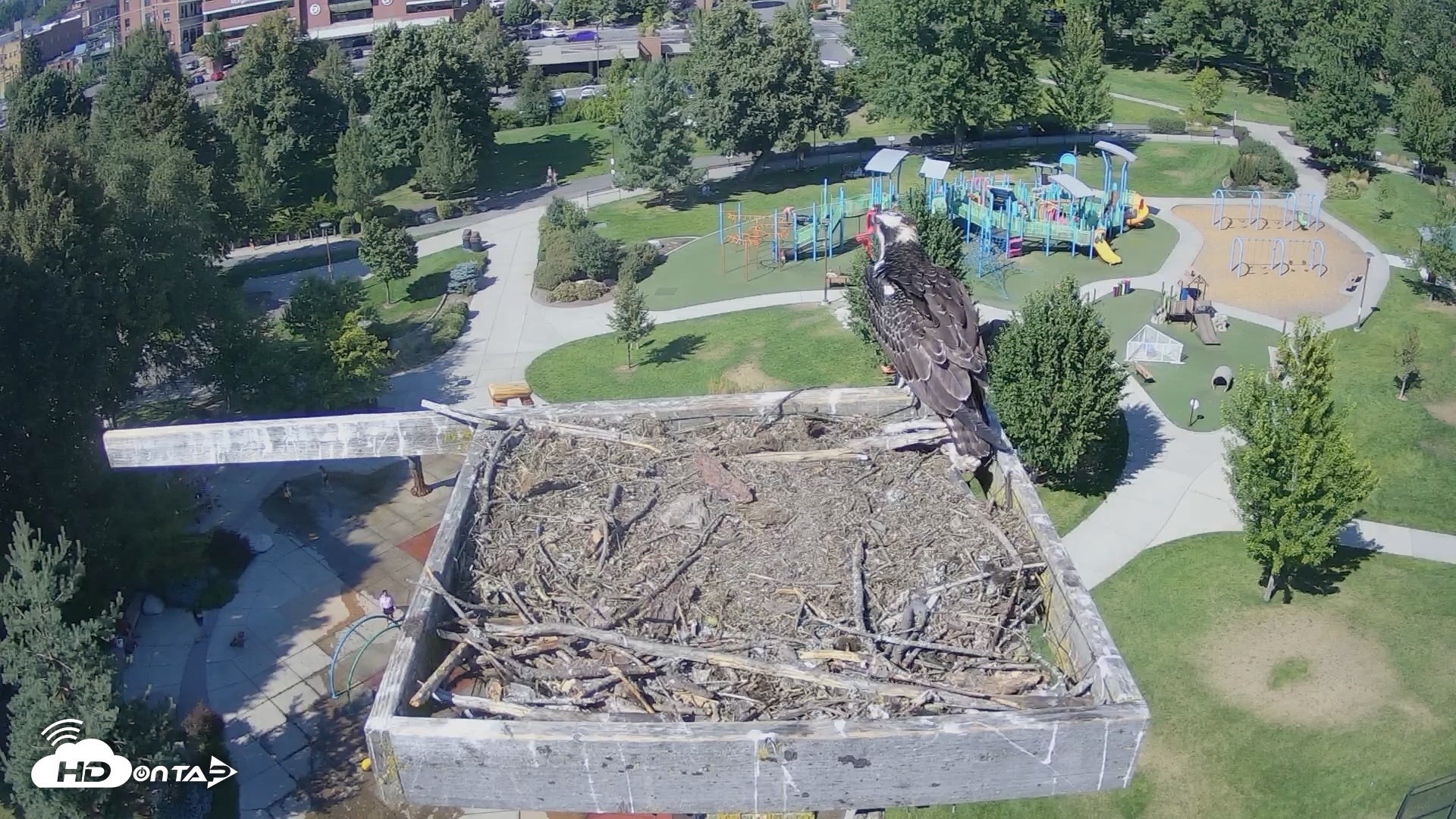 Snapshot of Coeur d'Alene Idaho Osprey Nest Live Cam taken Aug 24, 2026, 3:08pm PDT