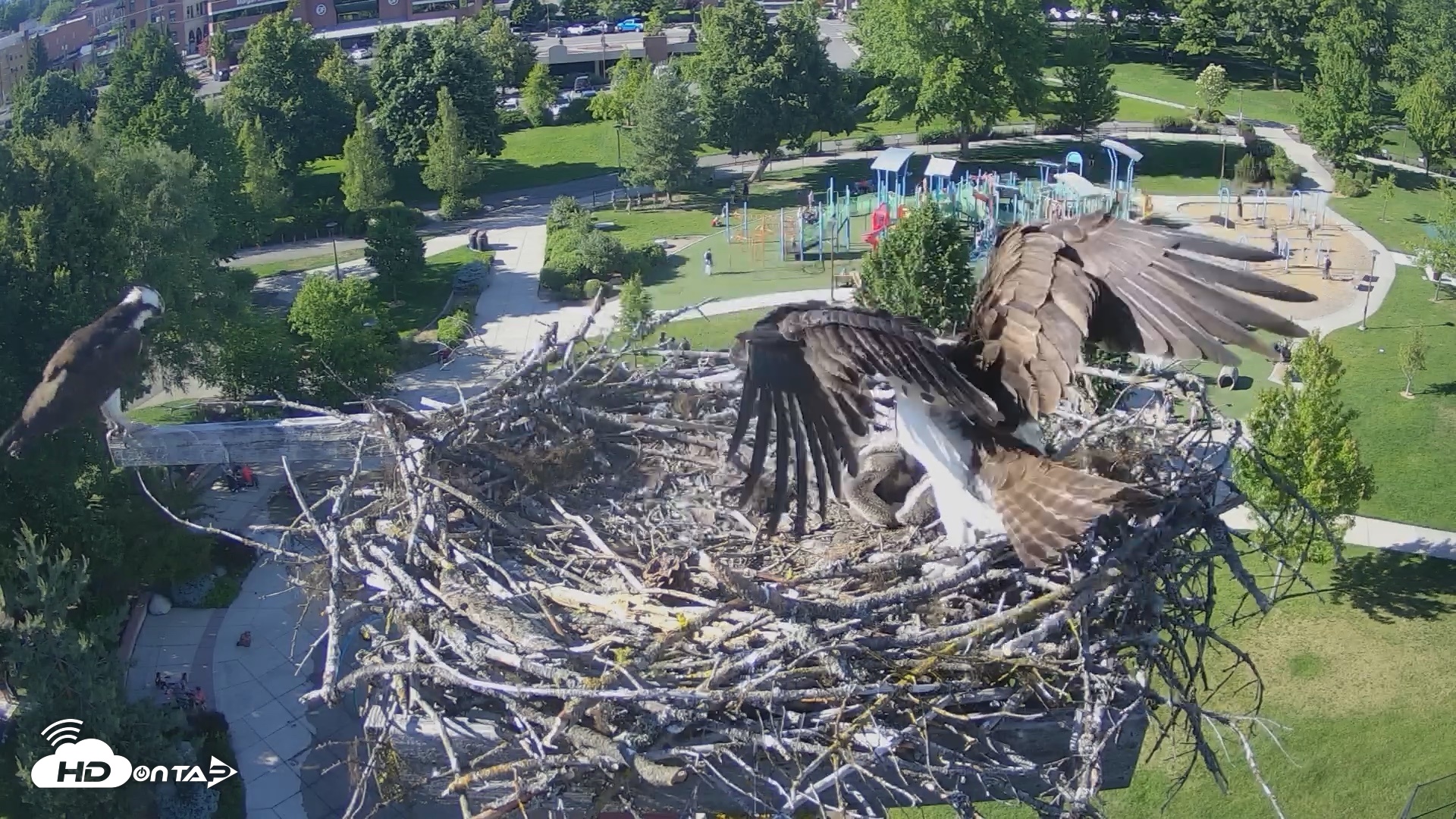 Snapshot of Coeur d'Alene Idaho Osprey Nest Live Cam taken Jun 13, 2026, 5:25pm PDT