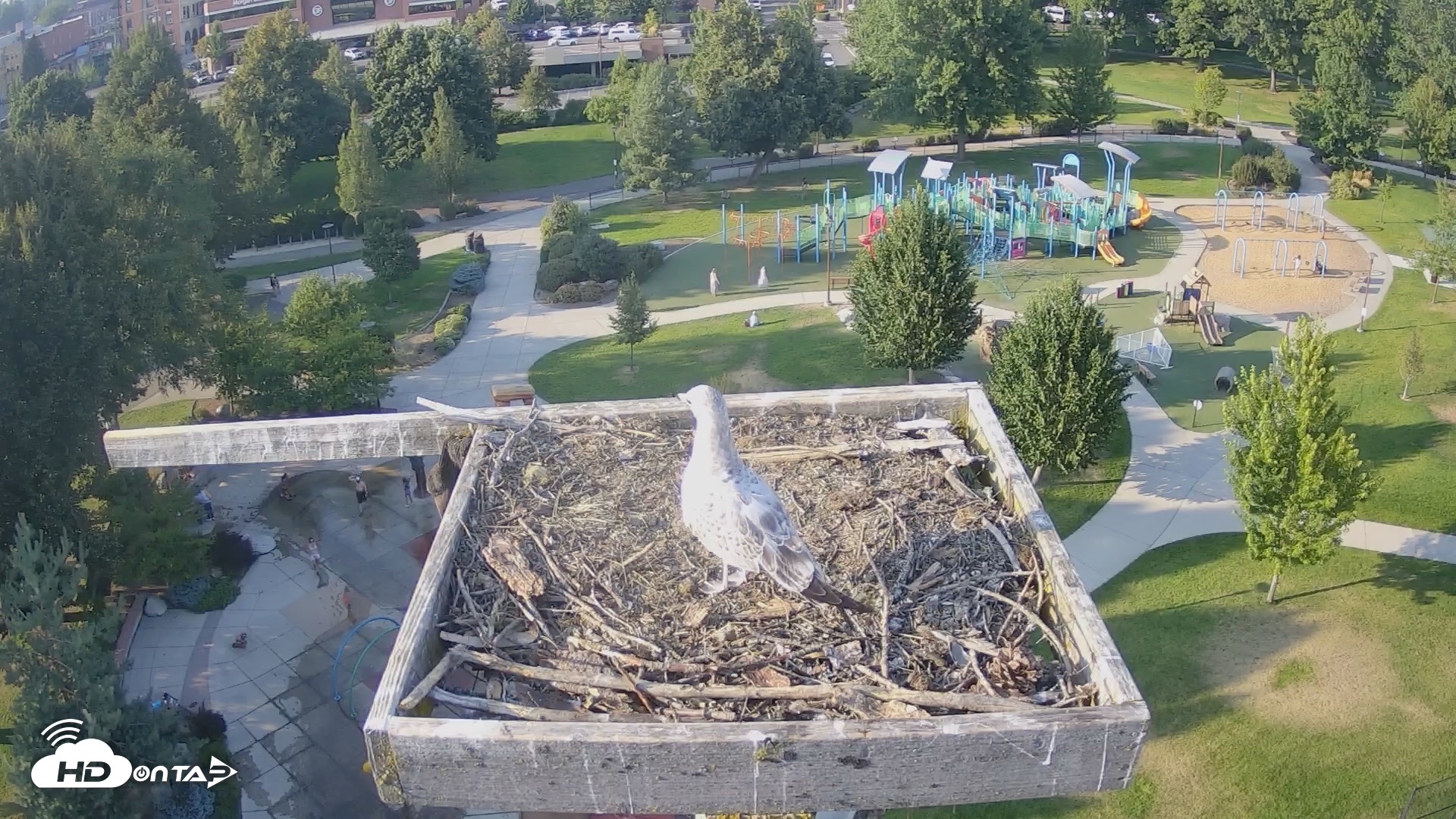 Snapshot of Coeur d'Alene Idaho Osprey Nest Live Cam taken Aug 20, 2026, 5:51pm PDT