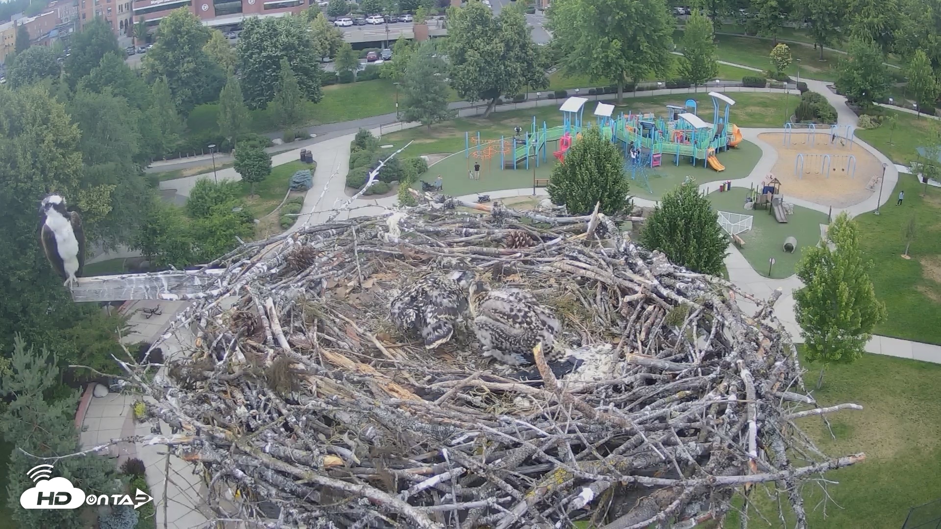 Snapshot of Coeur d'Alene Idaho Osprey Nest Live Cam taken Jun 27, 2026, 6:10pm PDT