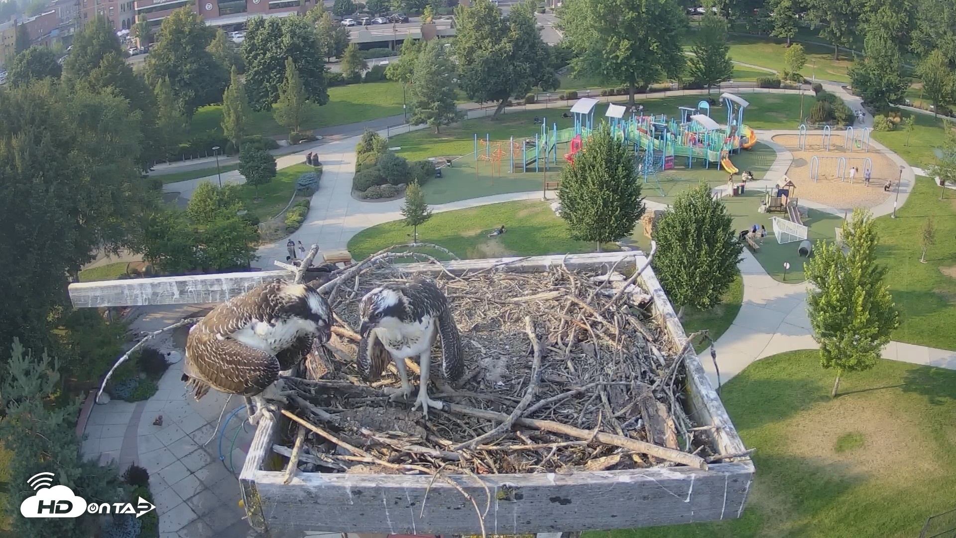 Snapshot of Coeur d'Alene Idaho Osprey Nest Live Cam taken Aug 5, 2026, 6:07pm PDT