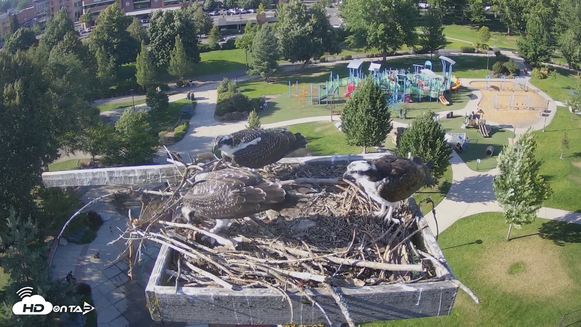Snapshot of Coeur d'Alene Idaho Osprey Nest Live Cam taken Aug 1, 2026, 5:42pm PDT