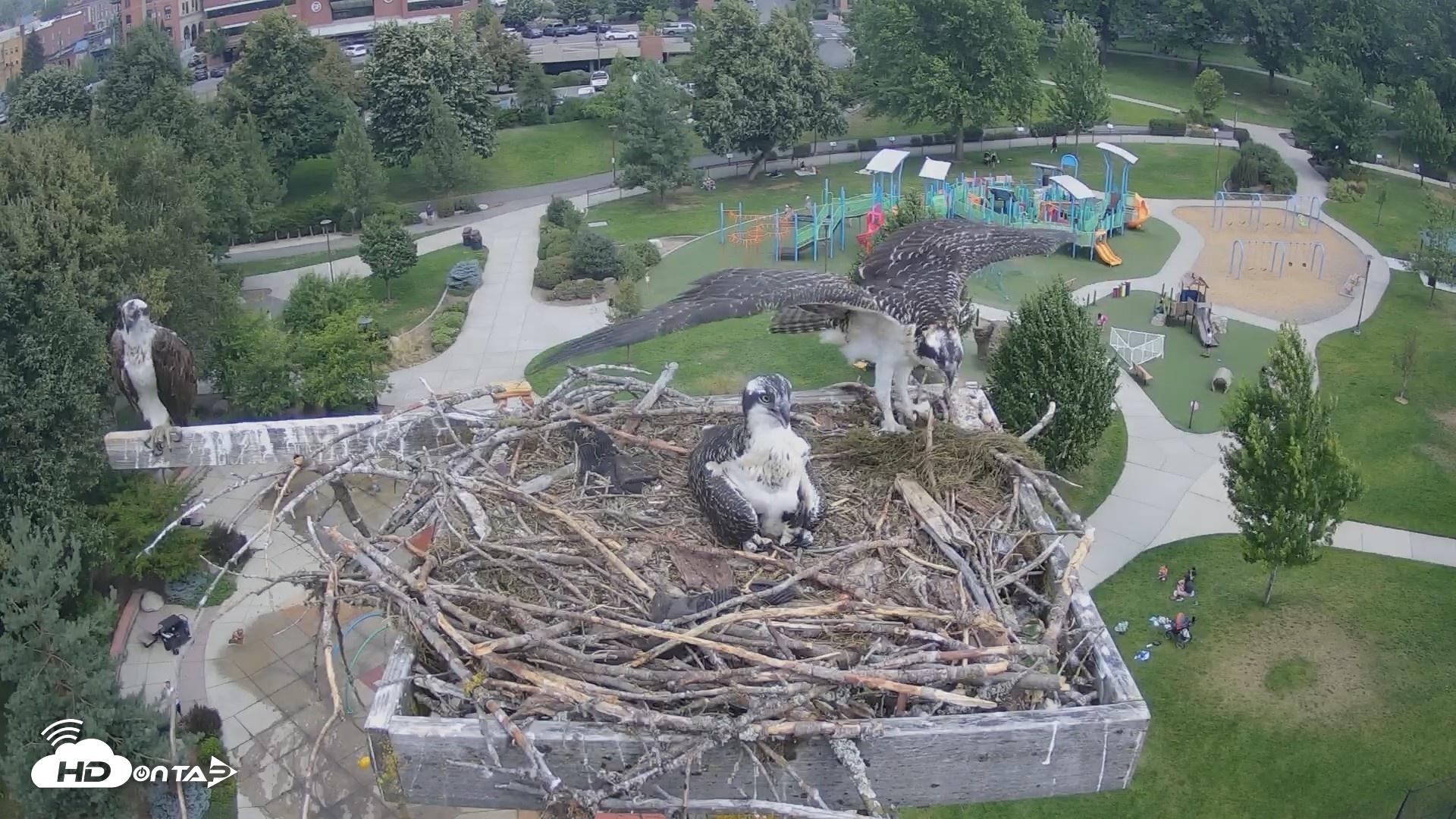 Snapshot of Coeur d'Alene Idaho Osprey Nest Live Cam taken Jul 23, 2026, 11:47am PDT